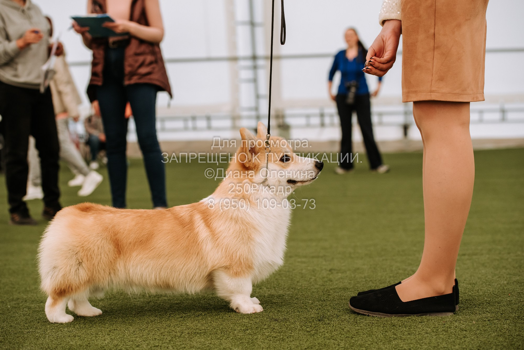 Выставка собак Красноярск 2.06. Фотограф Диана Оленина Красноярск / Братск