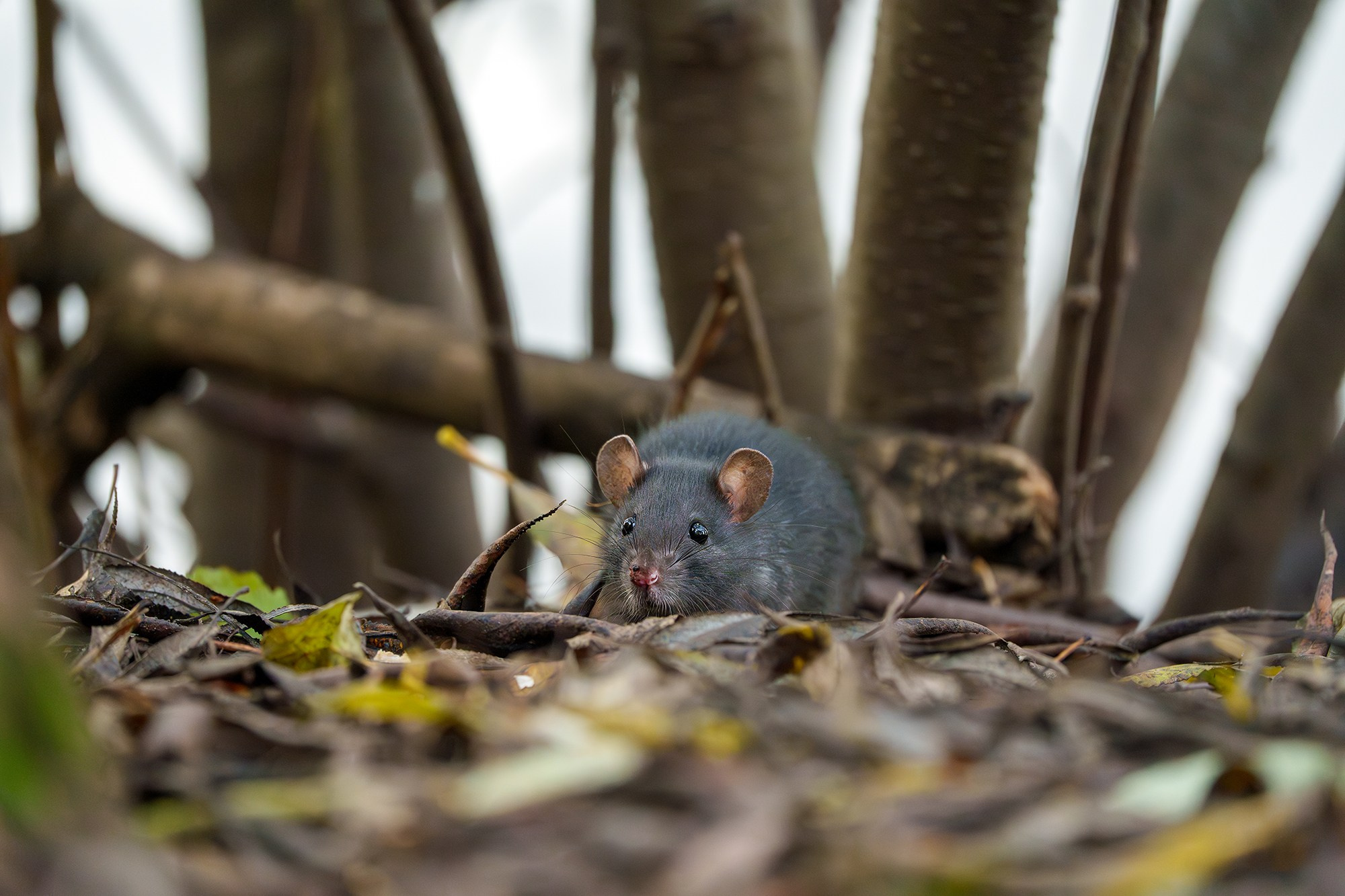Животные. Ваш личный фотограф Марина Волкова