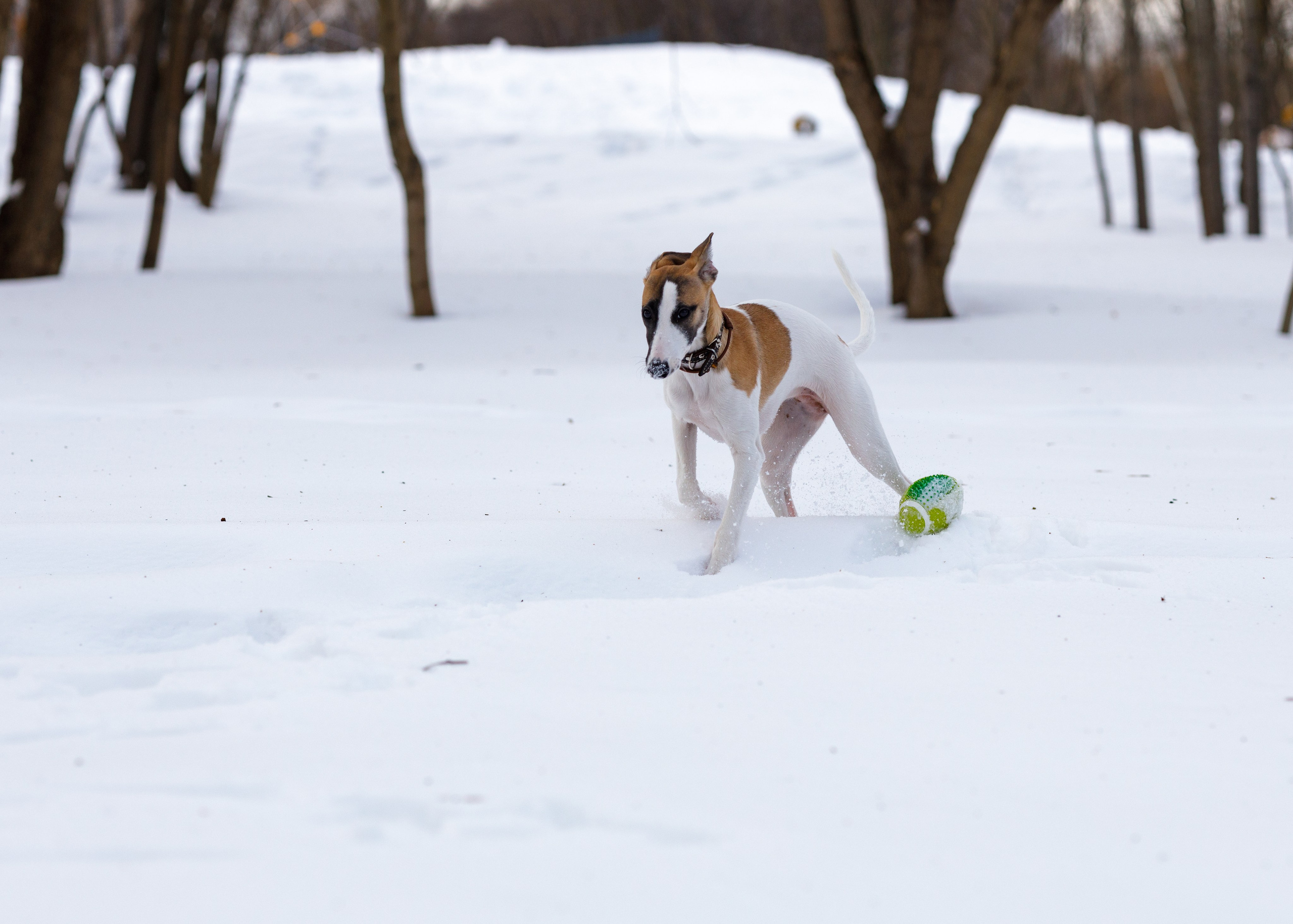 Ланди. Анна Самохина. Фотограф. Москва