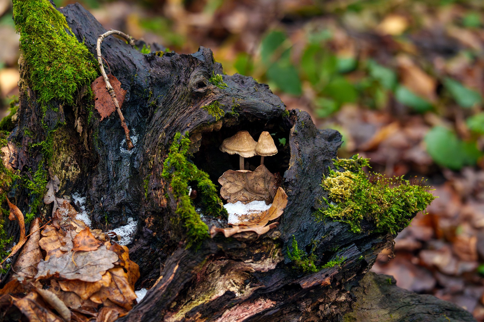 Природа. Ваш личный фотограф Марина Волкова