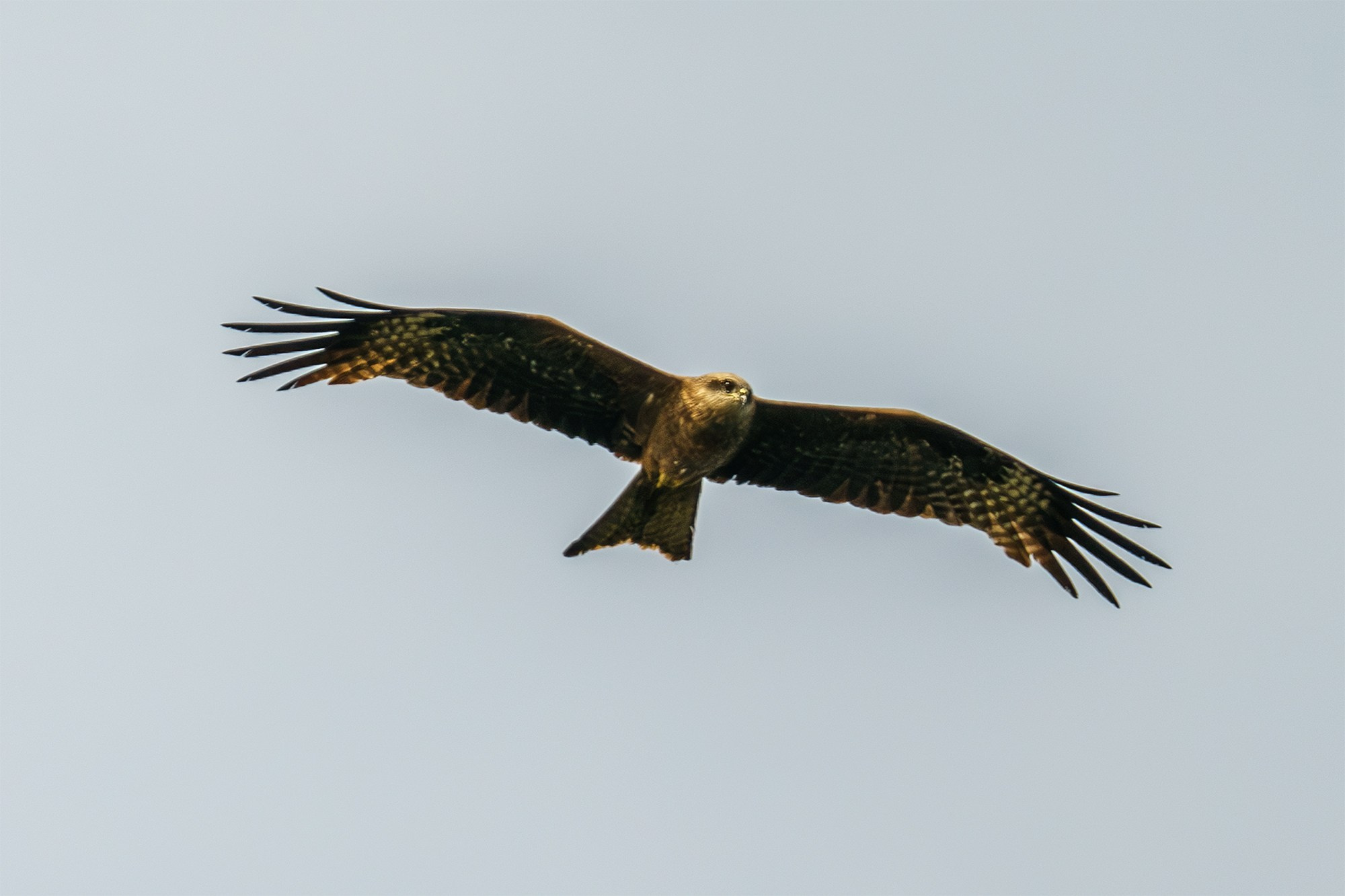 Удивительные мир птиц. Вокруг нас столько прекрасного — присмотритесь!. Ваш личный фотограф Марина Волкова