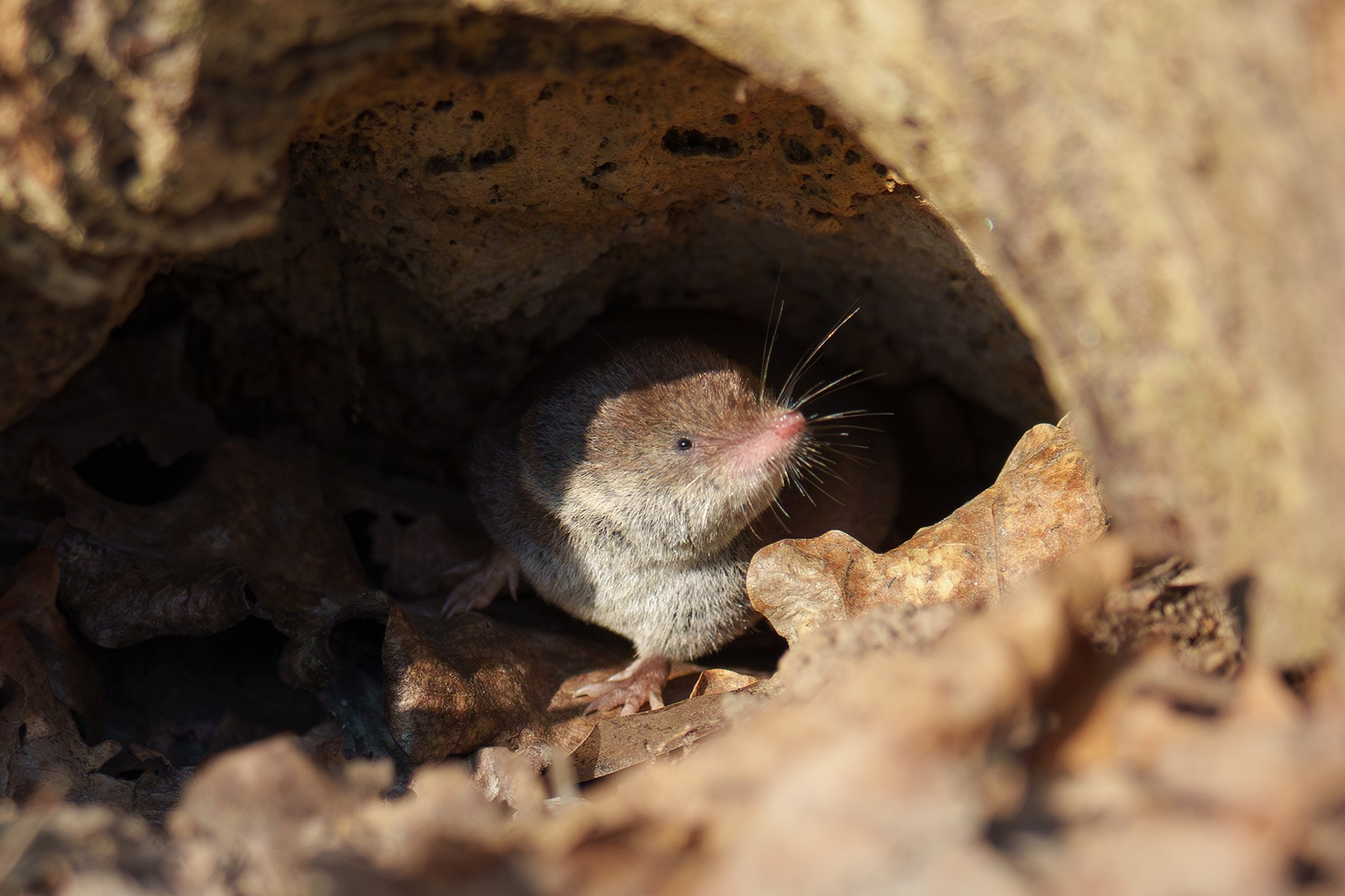 Животные. Ваш личный фотограф Марина Волкова