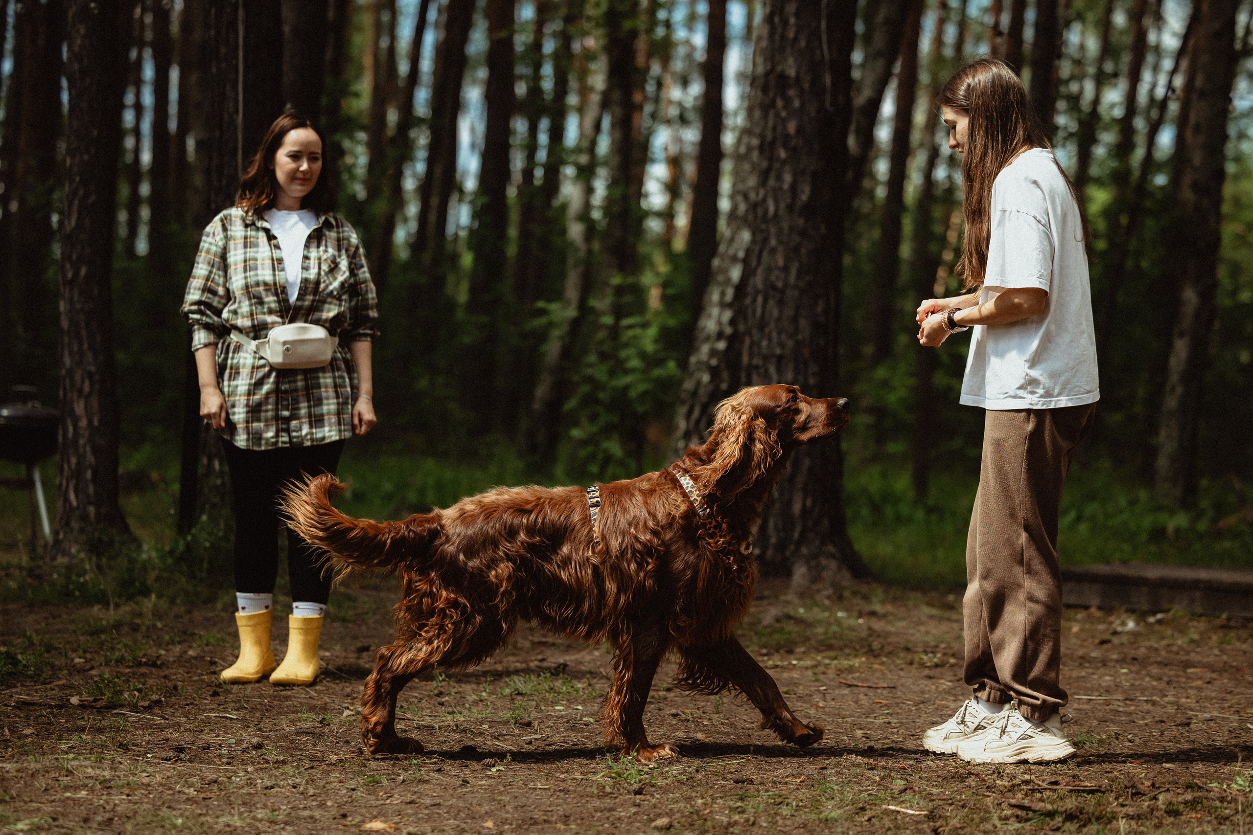 Выездной дог-тренинг от школы «Шерсть имею»