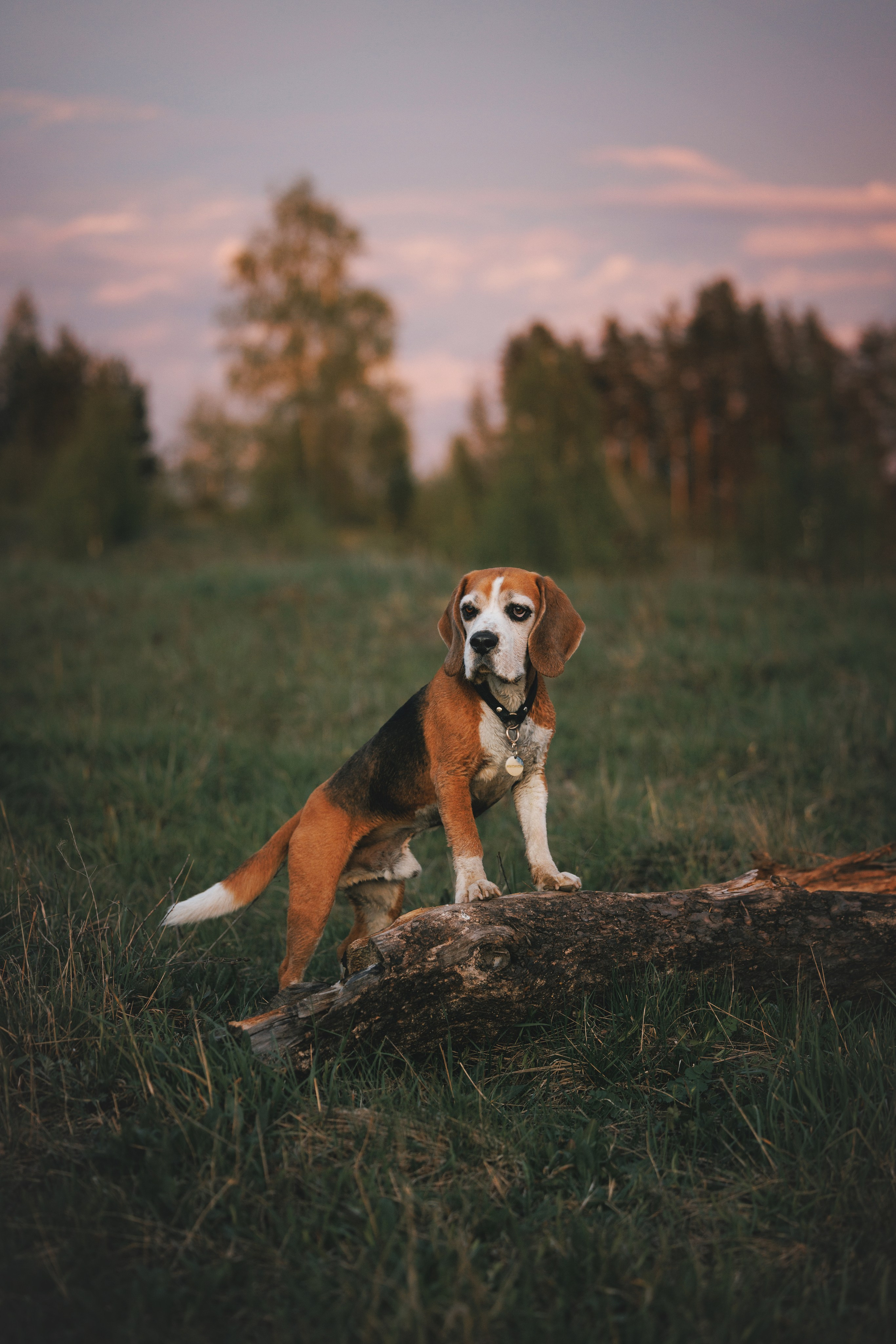 Юля и Зайфер. Фотограф анималист Осипчикова Мария