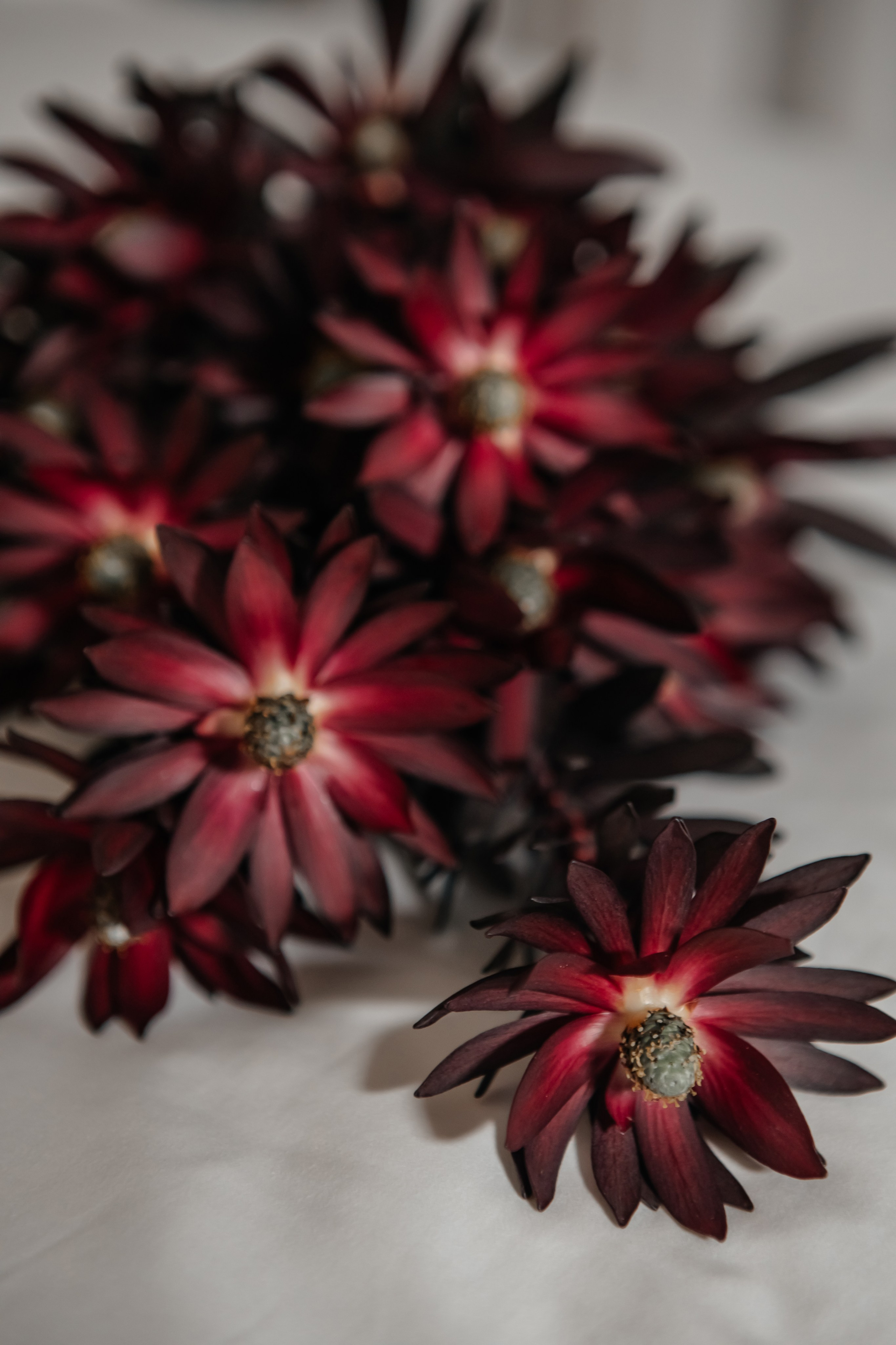 Свадебный фотограф Москва. Свадебный фотограф  Калининград | Москва|