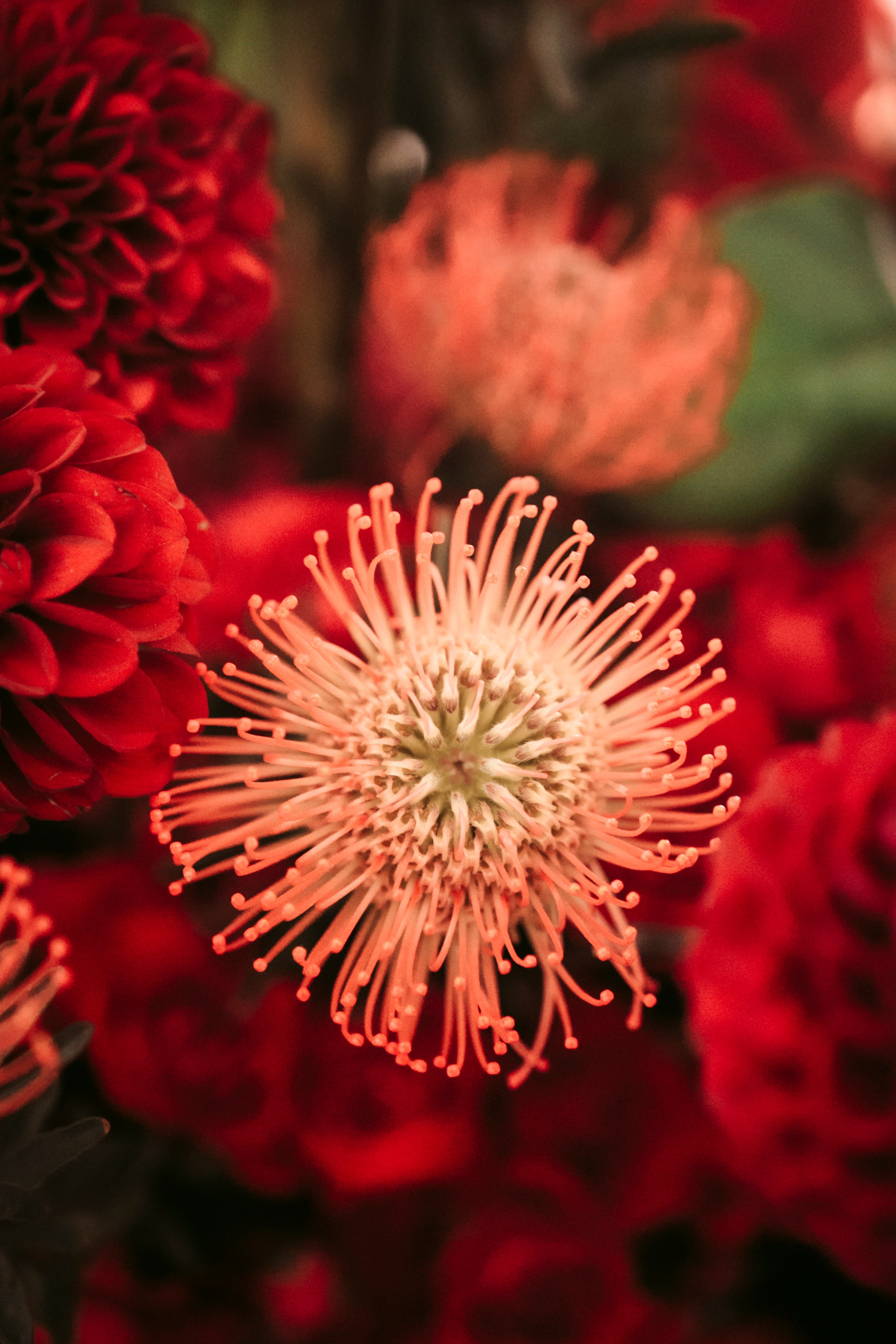 Цветочный андеграунд. Главная