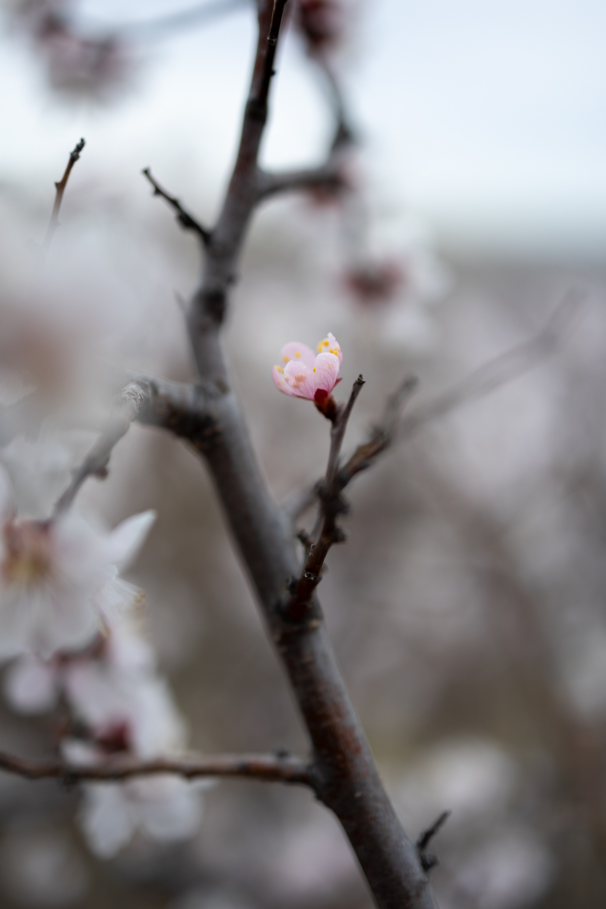 Анастасия. Фотограф Юлия Левандовская, п.Ясногорск
