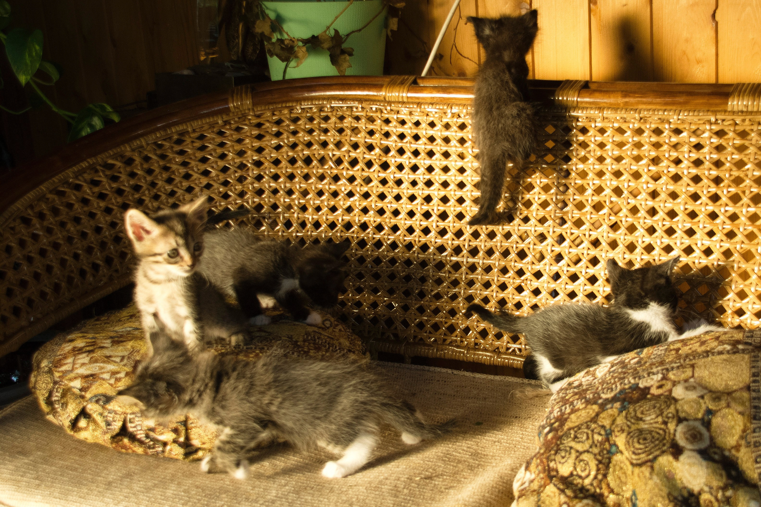 Котята на кушетке. Фотограф Евгений Симохин