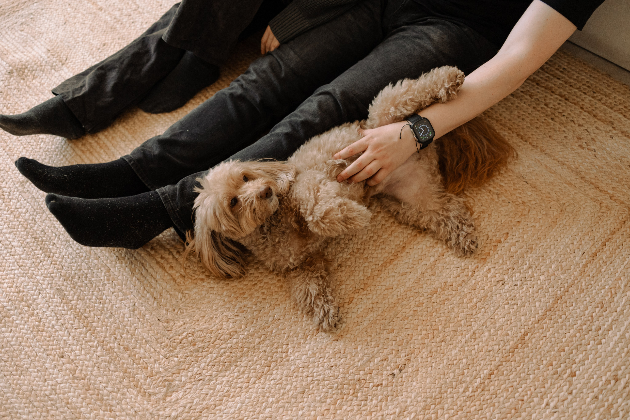 Шкипер и его семья. Фотограф — Анималист | Санкт-Петербург