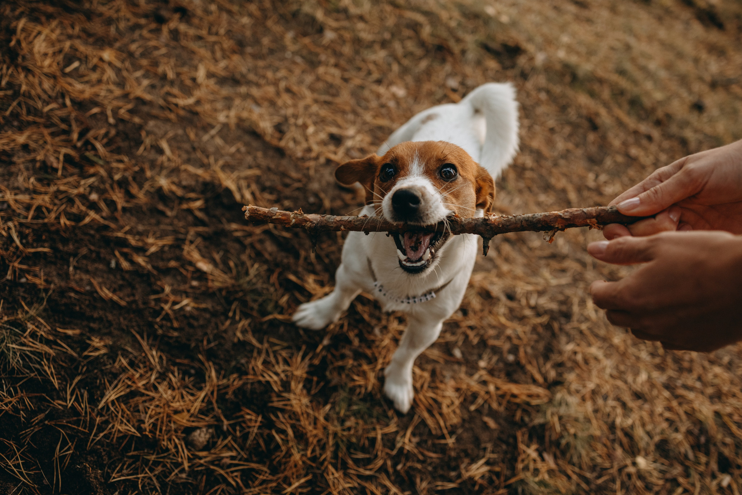 Лея и ее семья. Фотограф — Анималист | Санкт-Петербург
