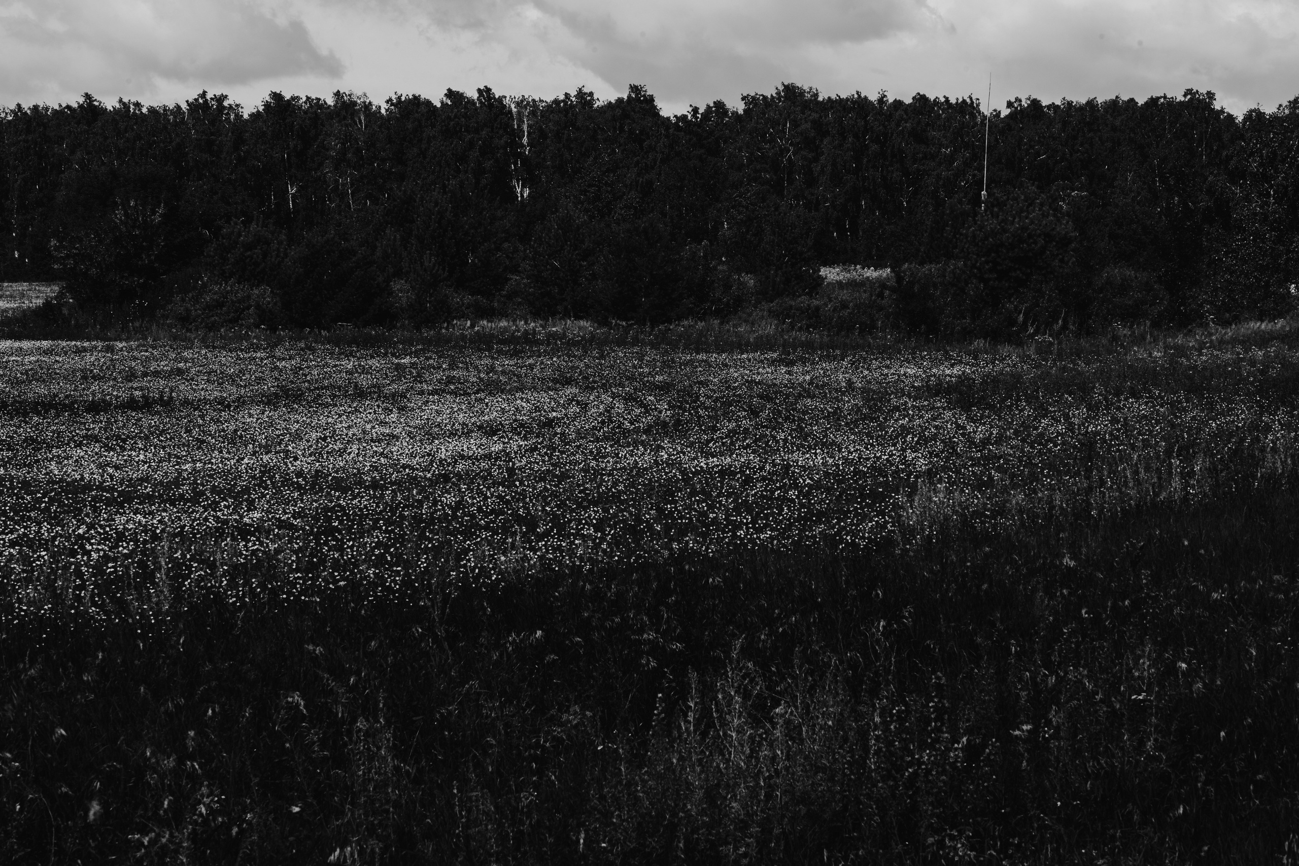 Natural Noir. Whoii art