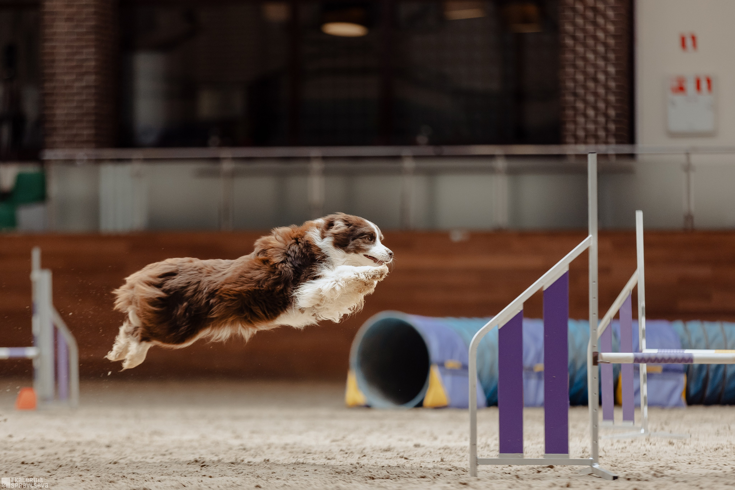 ЧРКФ Аджилити в Максима. Фотограф Анималист Екатерина Справцева в Нижнем Новгороде