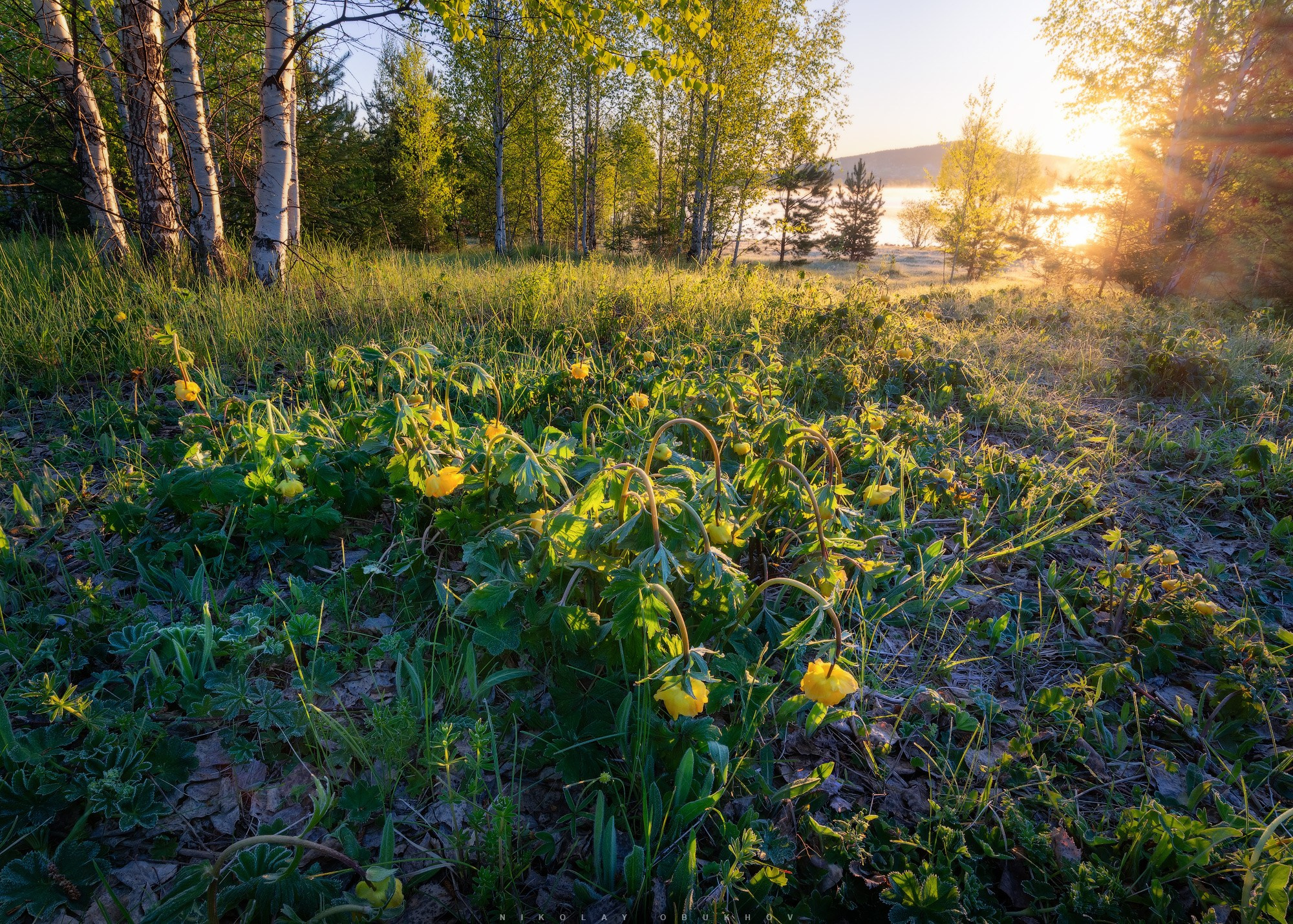 Ночной заморозок в конце мая заморозил цветы на лесной поляне вблизи Черноисточинска.