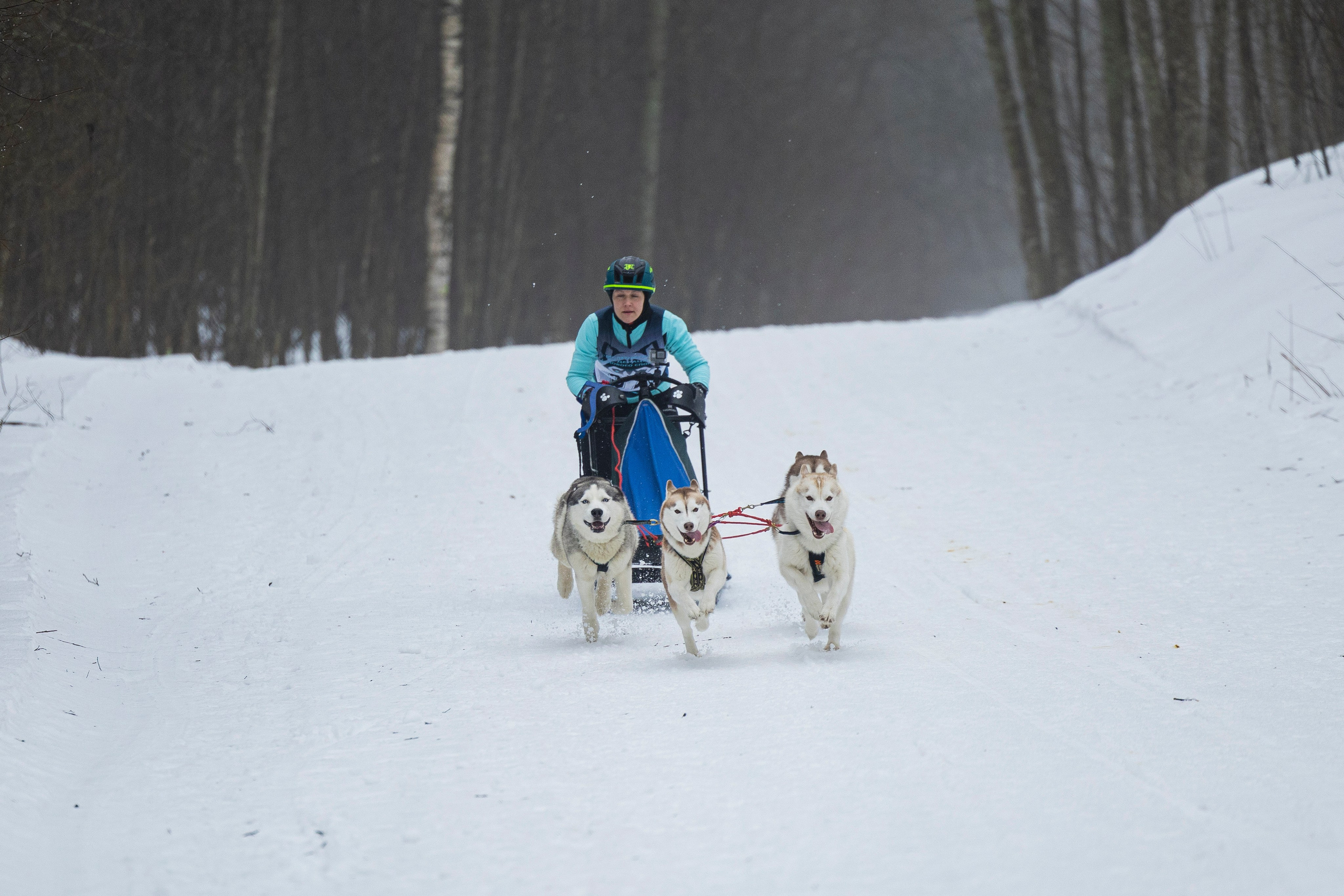 Зимний Чемпионат Санкт-Петербурга по ездовому спорту. Фотограф-анималист Анна Маринич