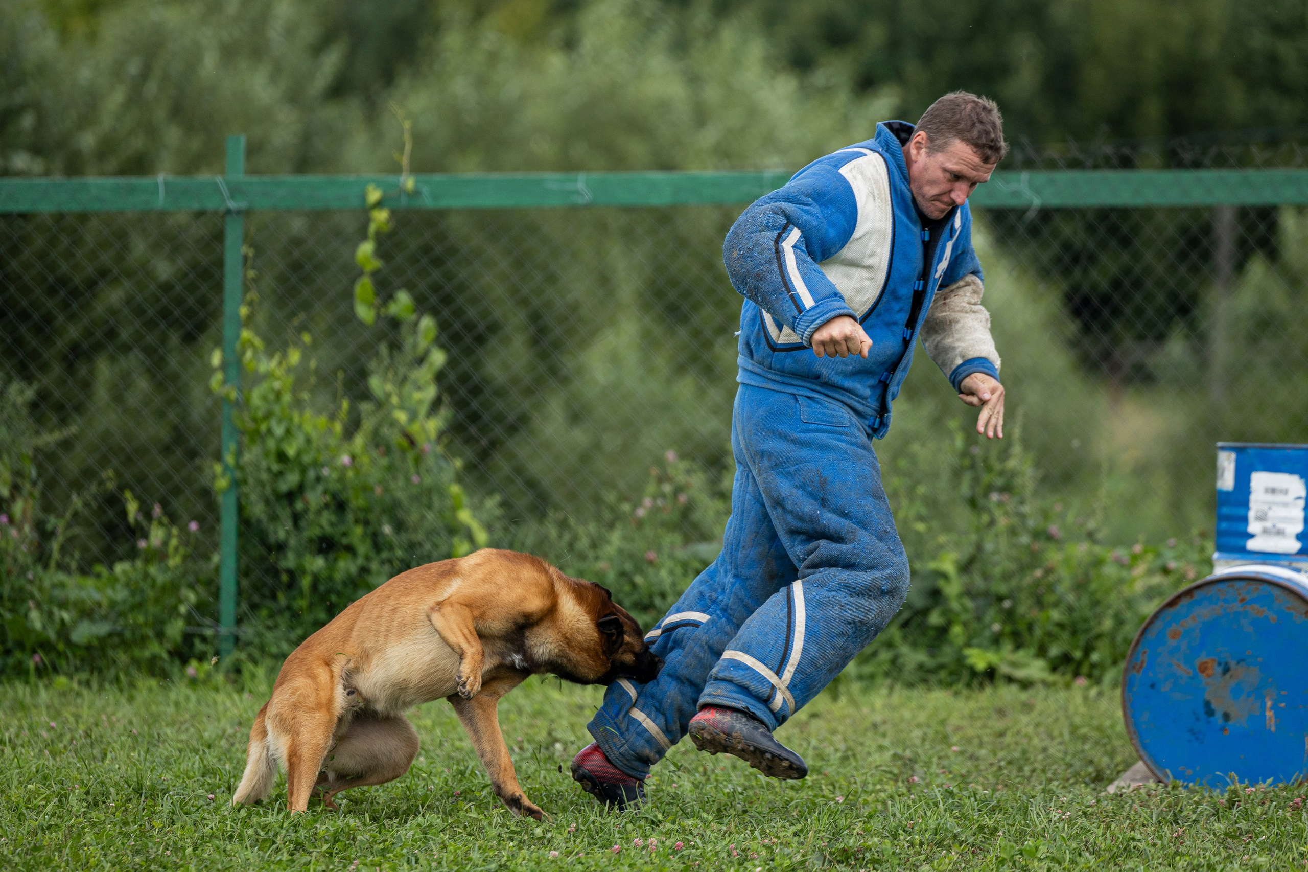 Соревнования по Мондьорингу г. Вологда 10-11.08.2024. Фотограф-анималист Анна Маринич