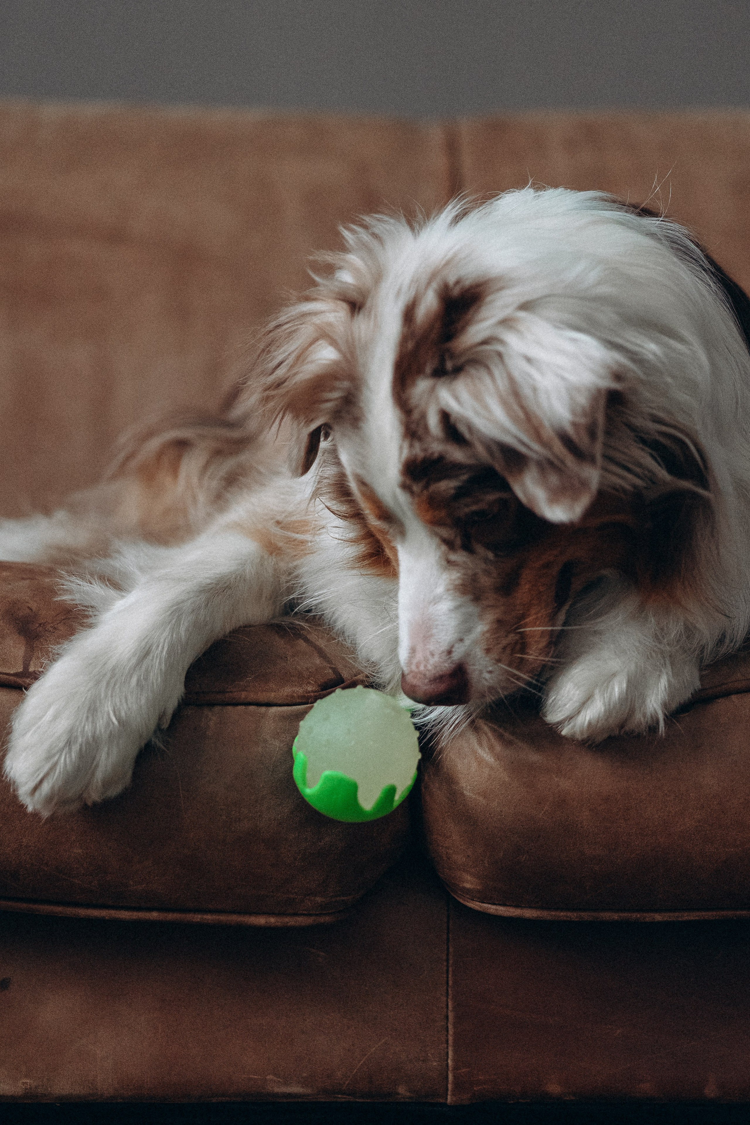 Катапульты. Фотораф — анималист Мария Шистка