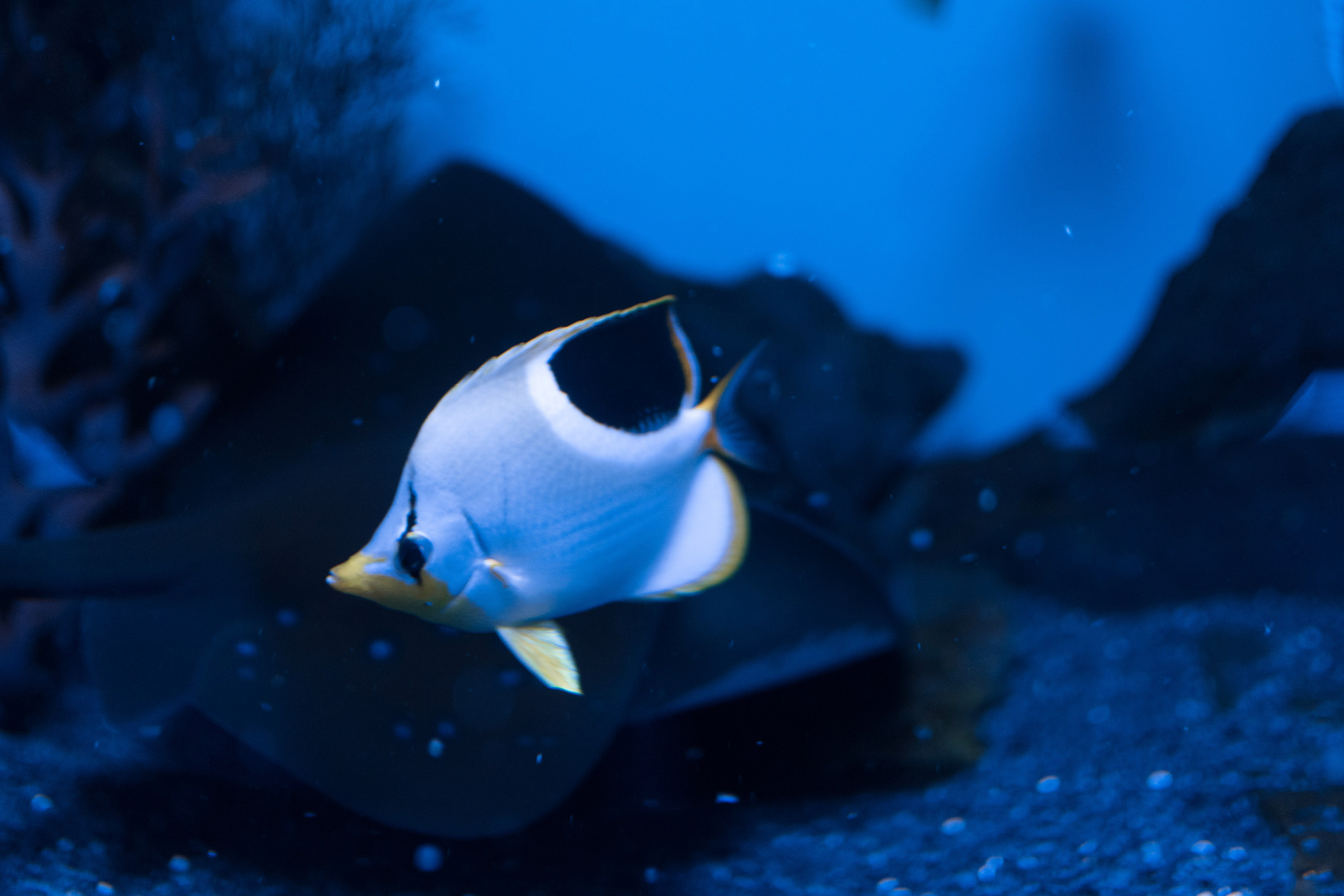 океанариум, andreyzaitsev.ru Кемерово фотограф