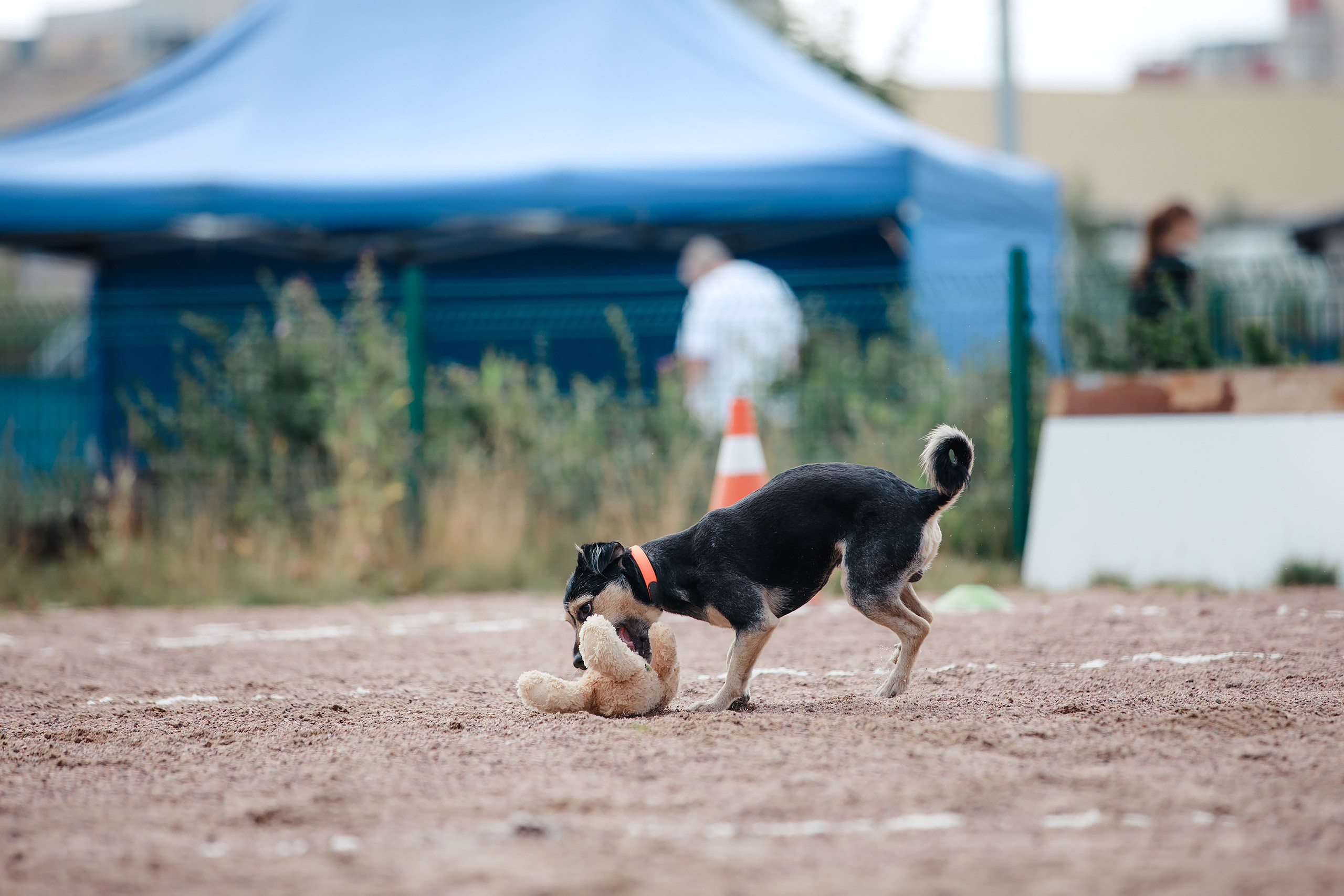 Питч&Гоу + веселые старты. Фотограф-анималист Mary Mart — Москва, Питер