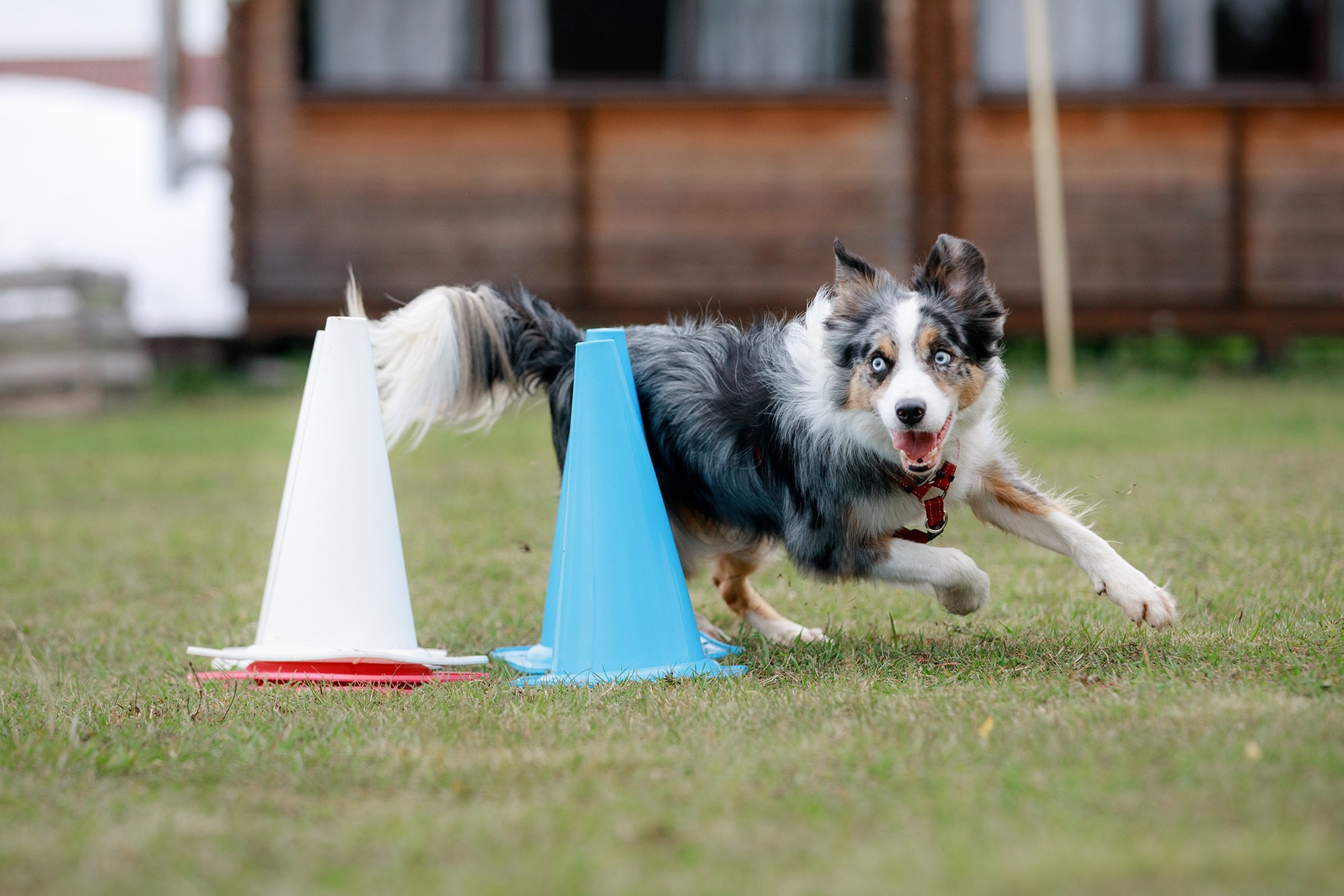 Лагерь по ОБД с Инной Баженовой. Фотограф-анималист Mary Mart — Москва, Питер