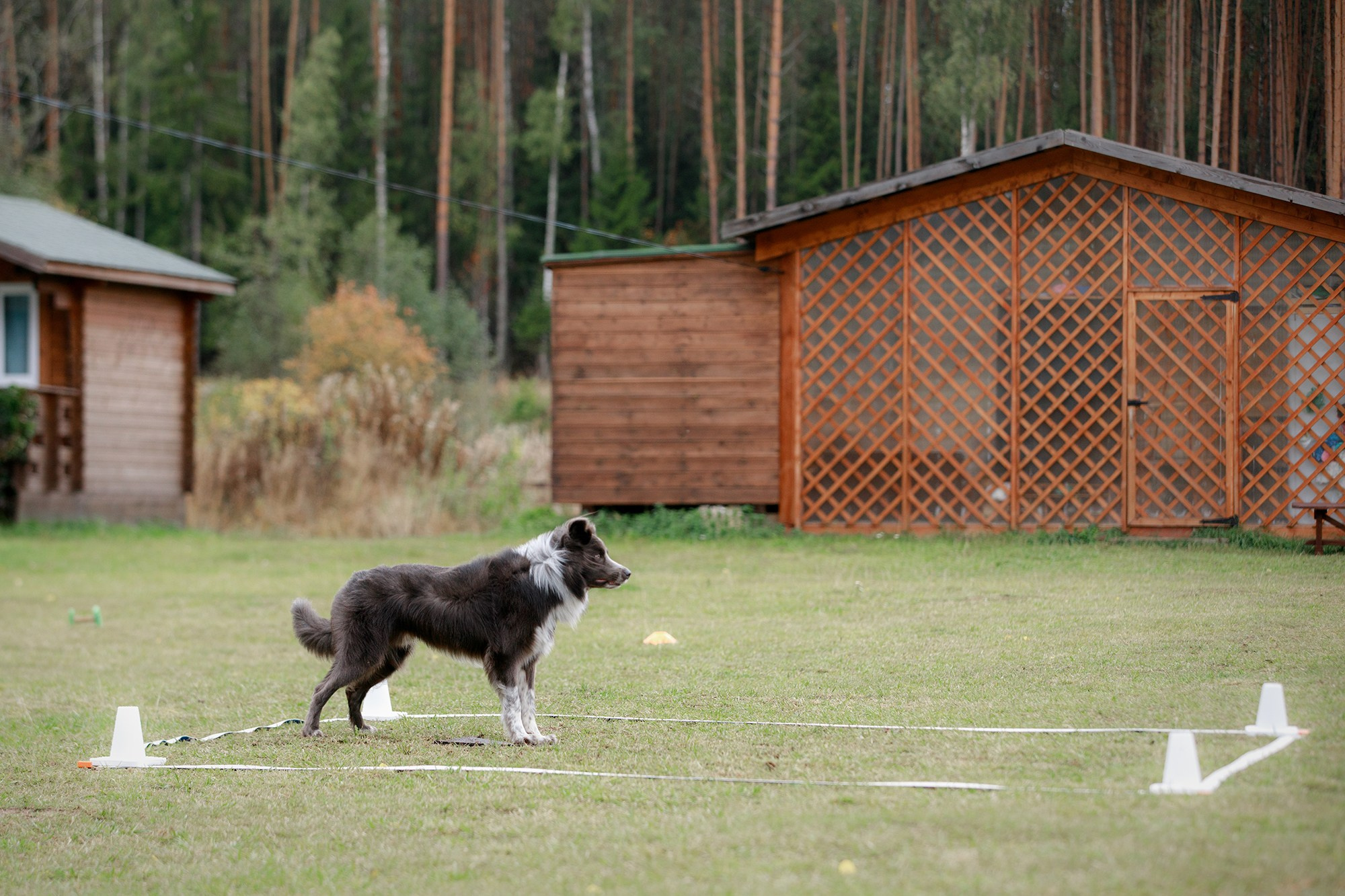 Лагерь по ОБД с Инной Баженовой. Фотограф-анималист Mary Mart — Москва, Питер