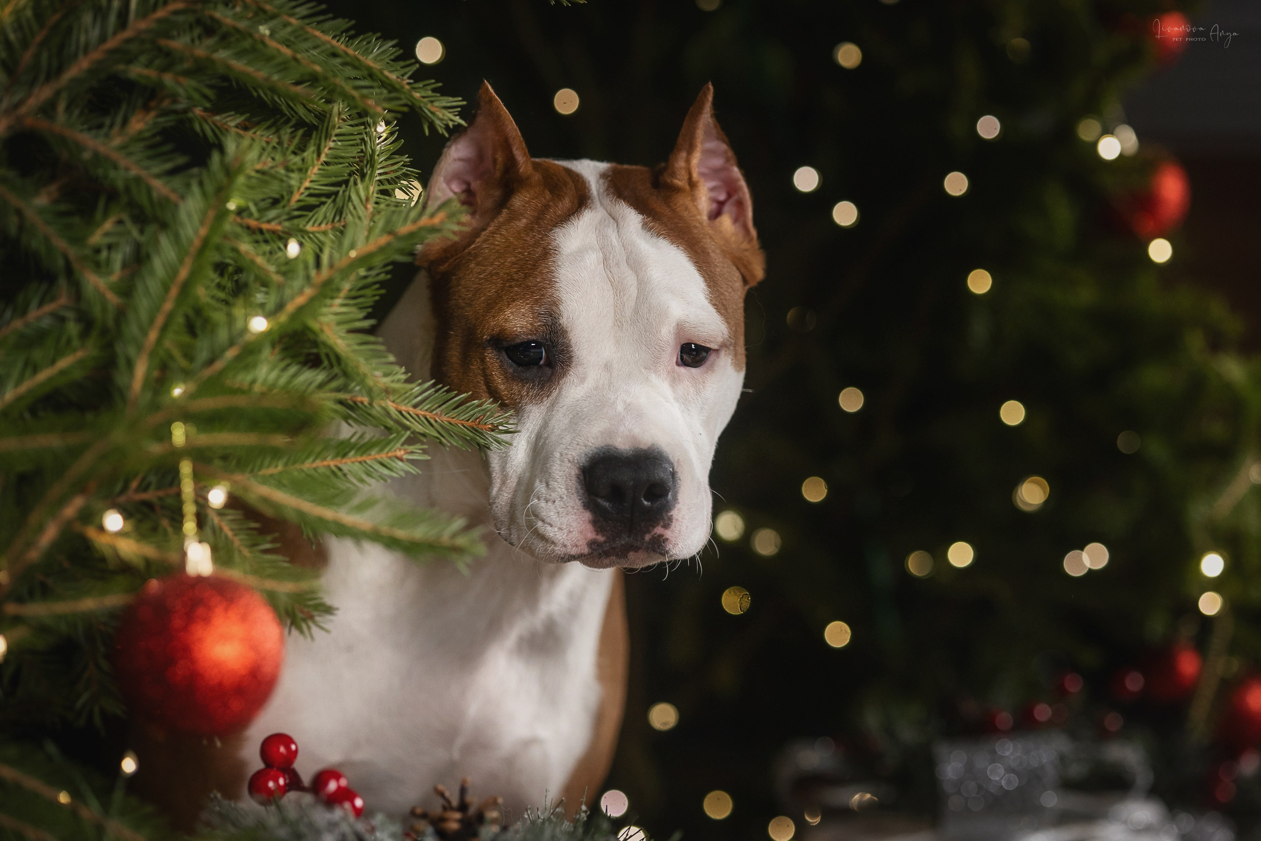 Фотодень_3 2025. Фотограф анималист Аня Ливанова | Рыбинск