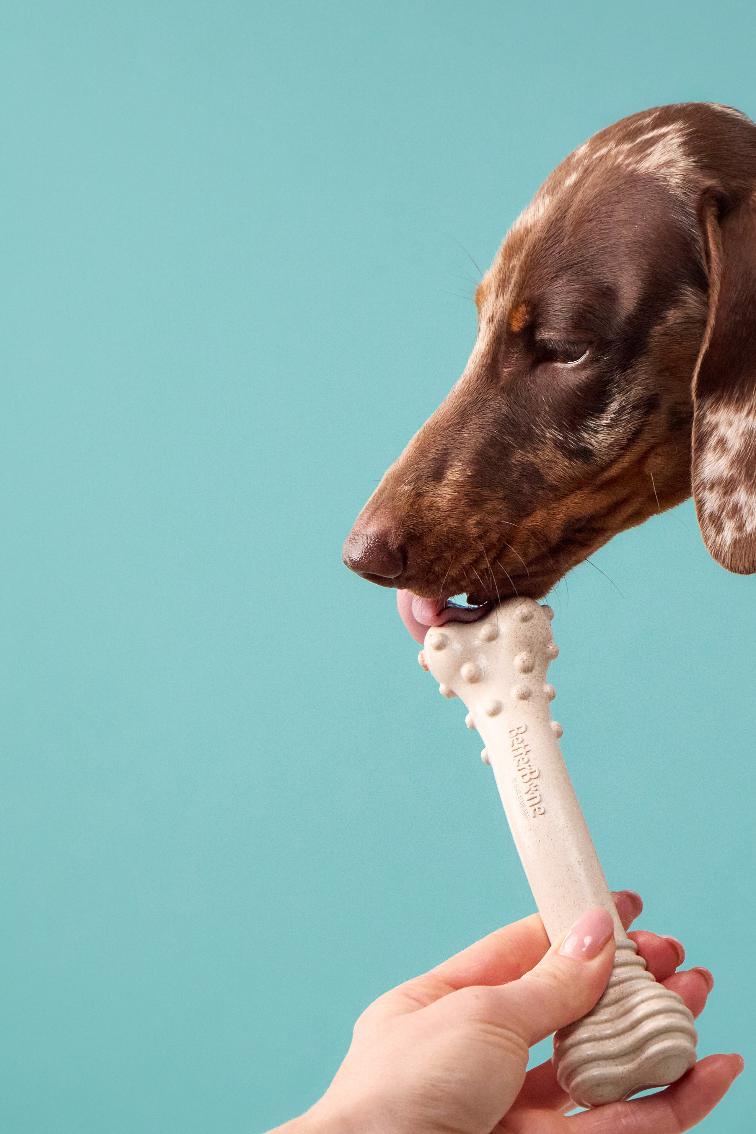 Рекламная фотосъёмка с участием животных. Фотограф-анималист Аверьянова Анна — Художественная фотосъёмка собак
