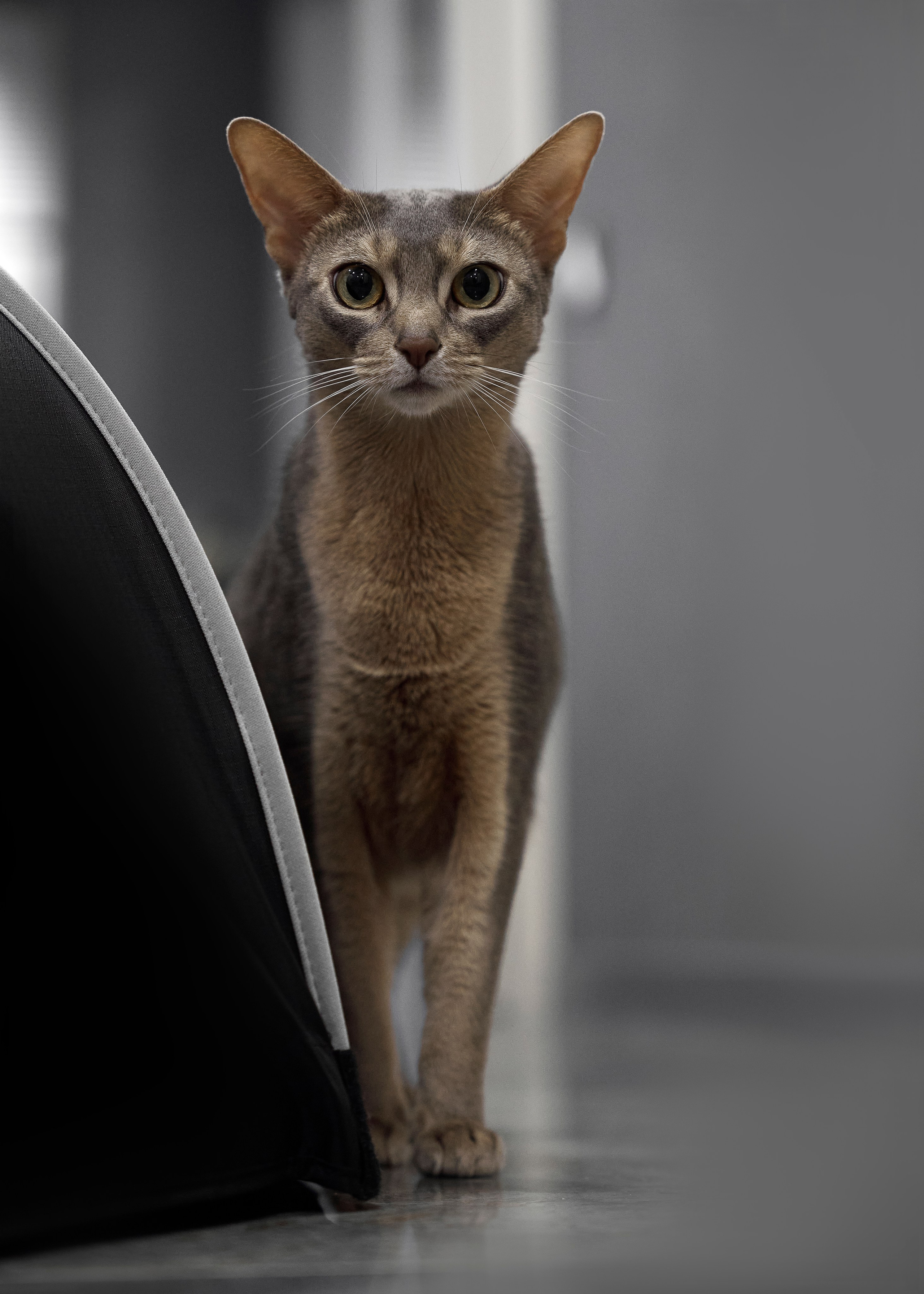 Животные отдельно