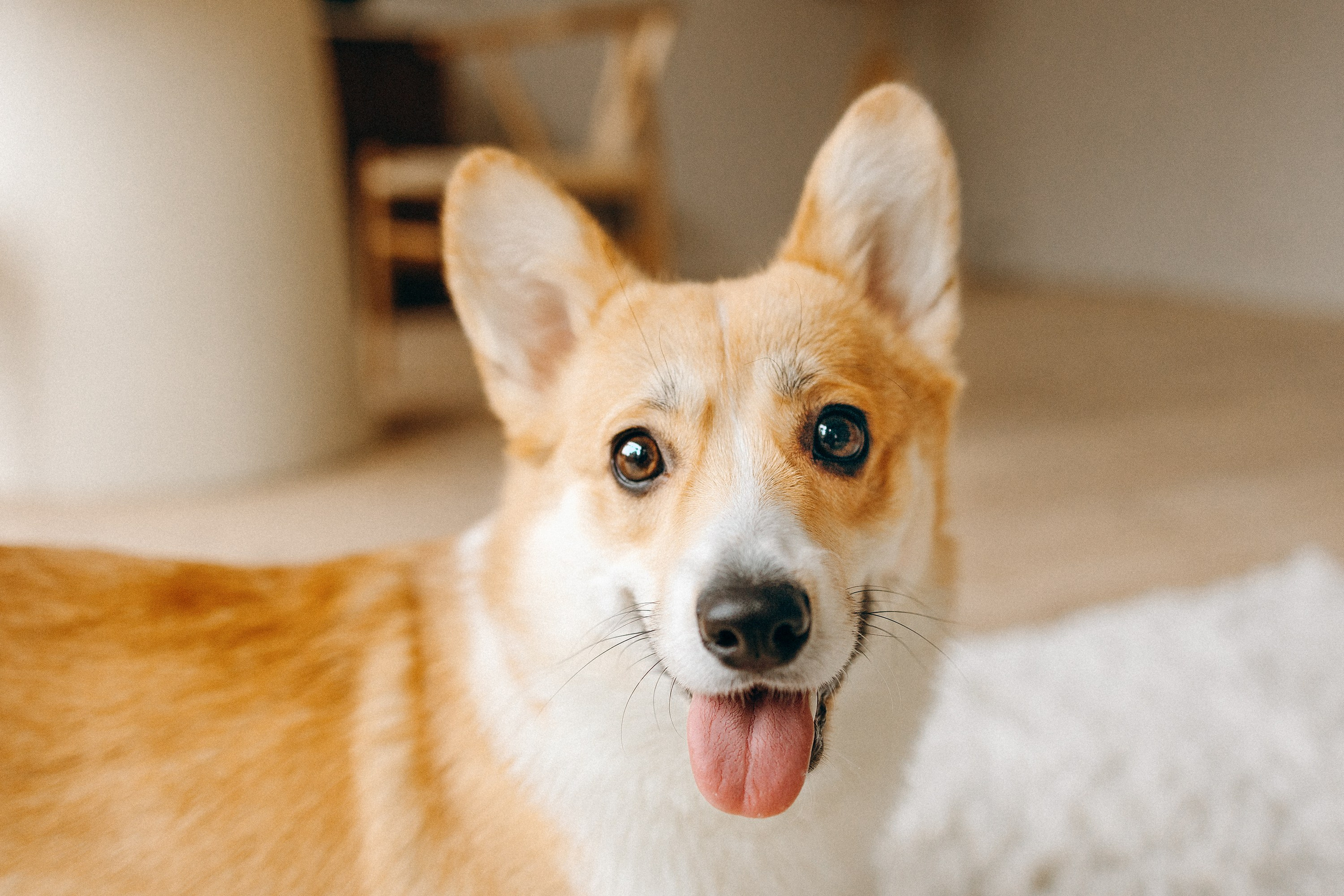 Семья с корги. Фотограф. Фотограф-анималист. Москва