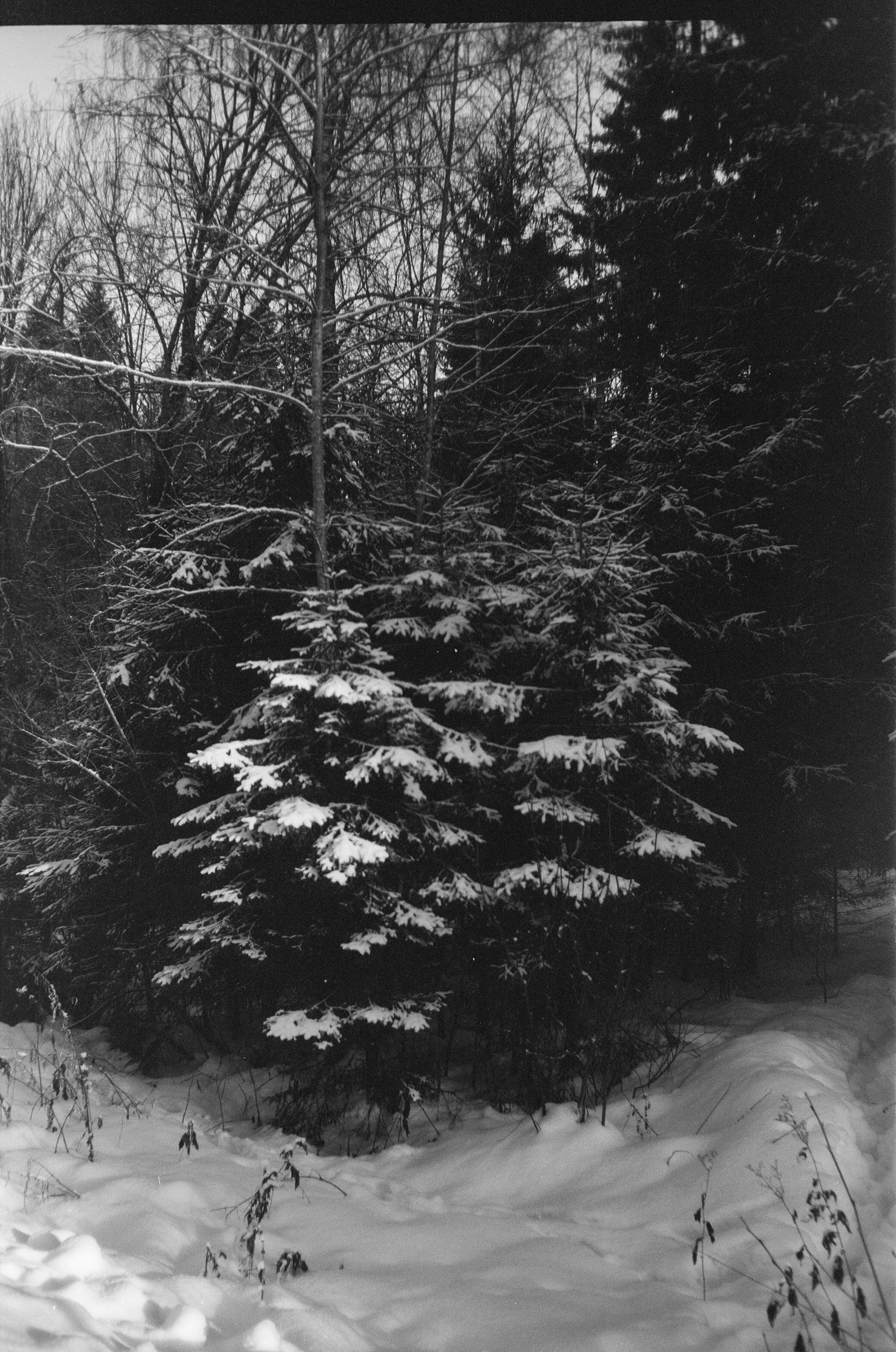 Minox 35GT / Тасма Т-25 ISO 100 / Давыдовское, Лукино