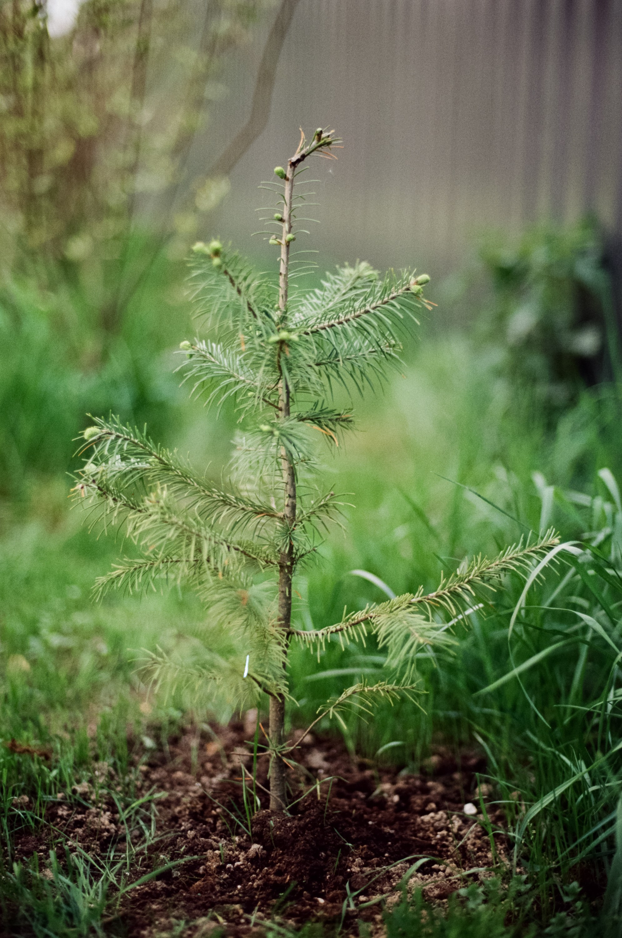 Nikon F100 — Micro-Nikkor-P.C Auto 55 mm f3.5 | май 2025 года | Давыдовское
