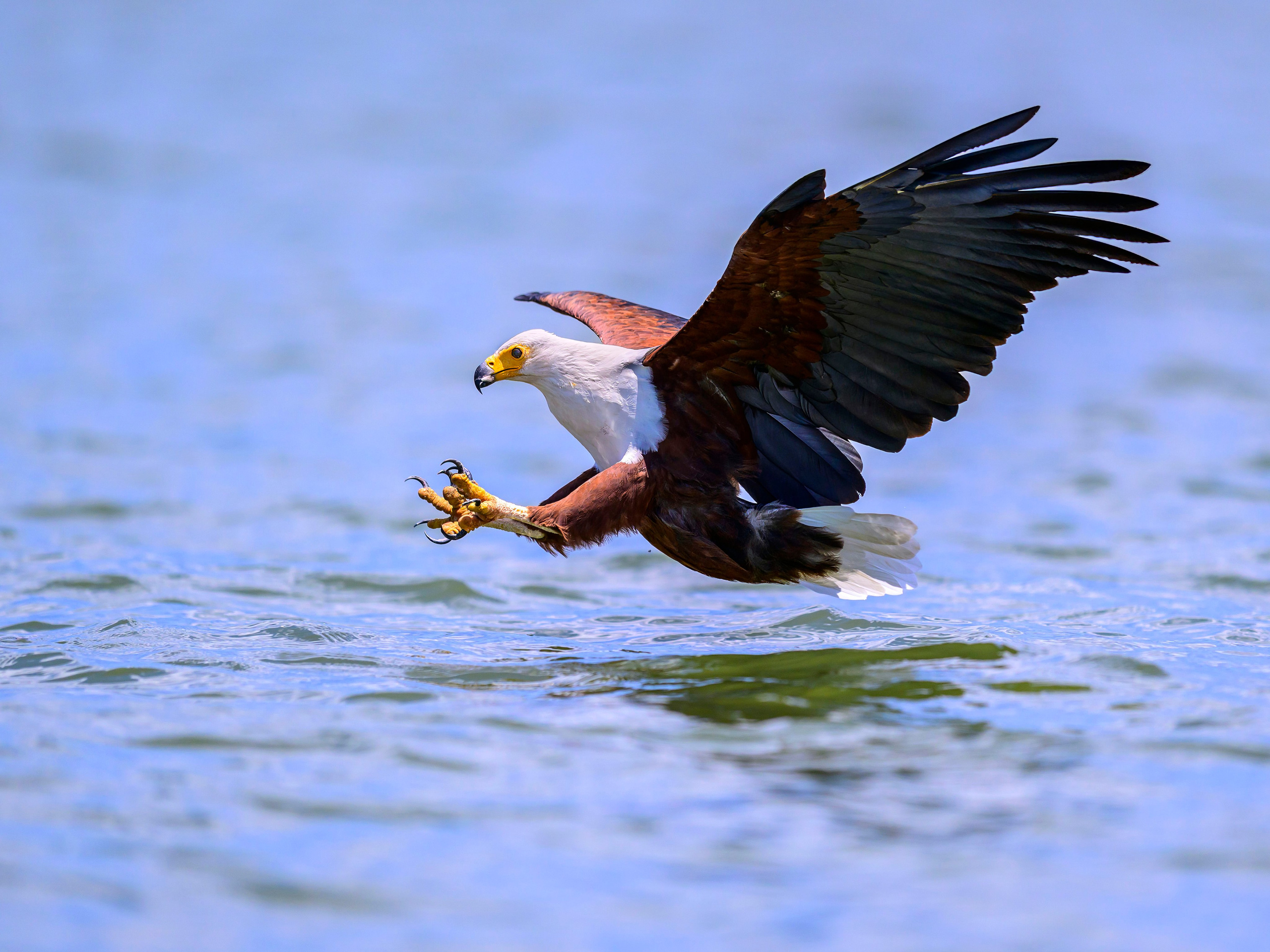 Кения. Wildlife photography by Sergey Puponin