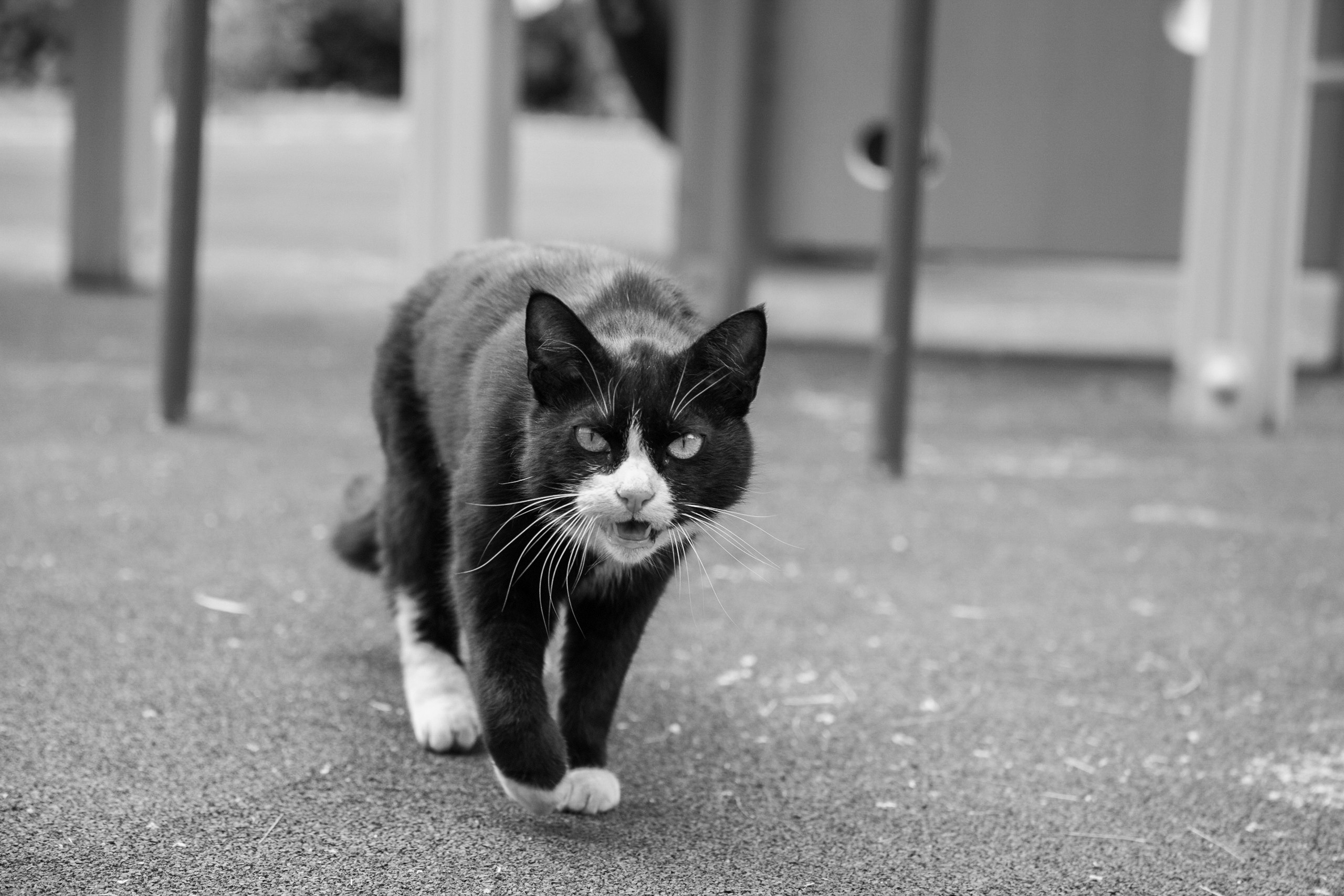 Ахан & Арайлым. Свадебный фотограф Алматы Ниязов Руслан