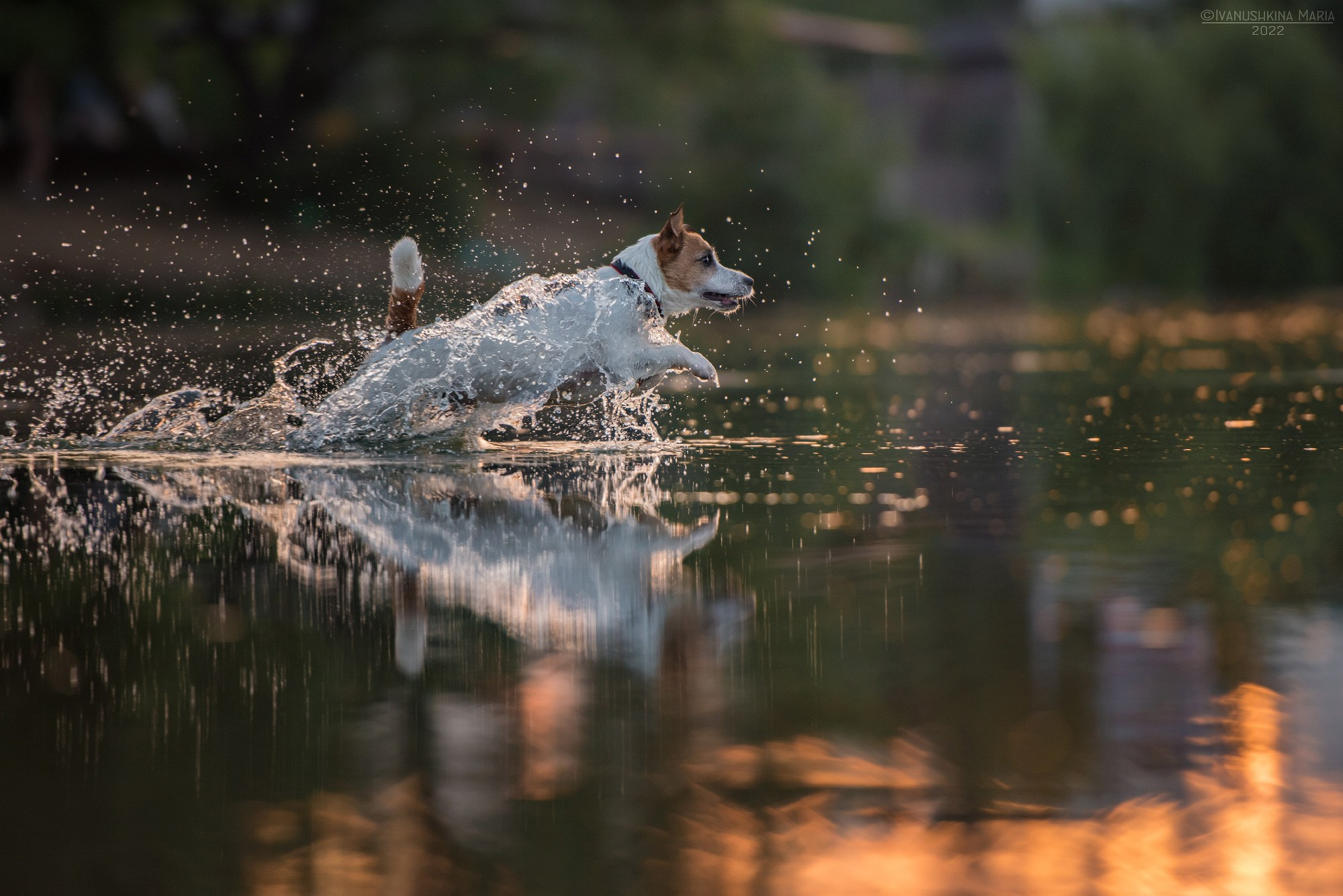 джек рассел терьер в воде