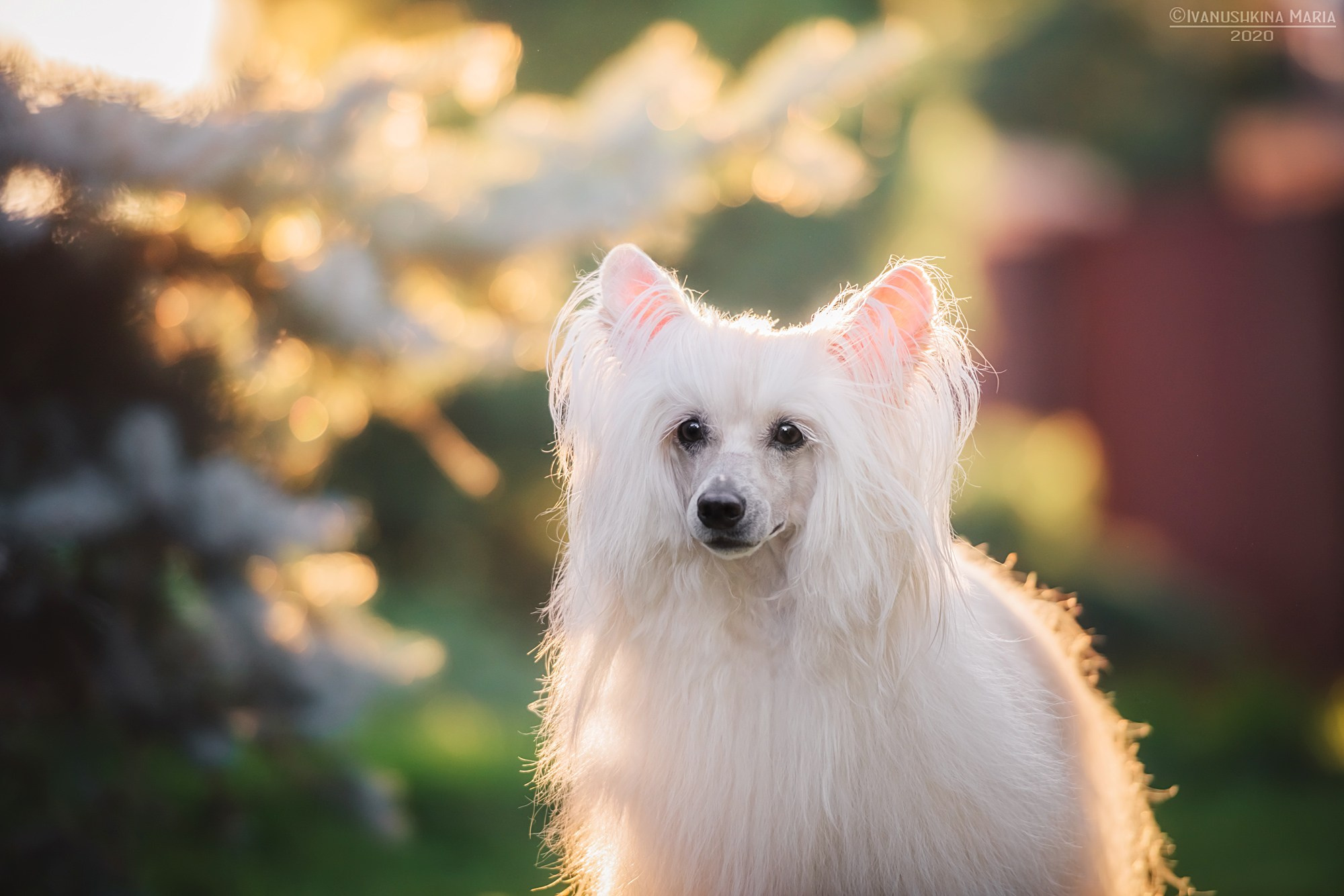 китайская хохлатая собака пуховая