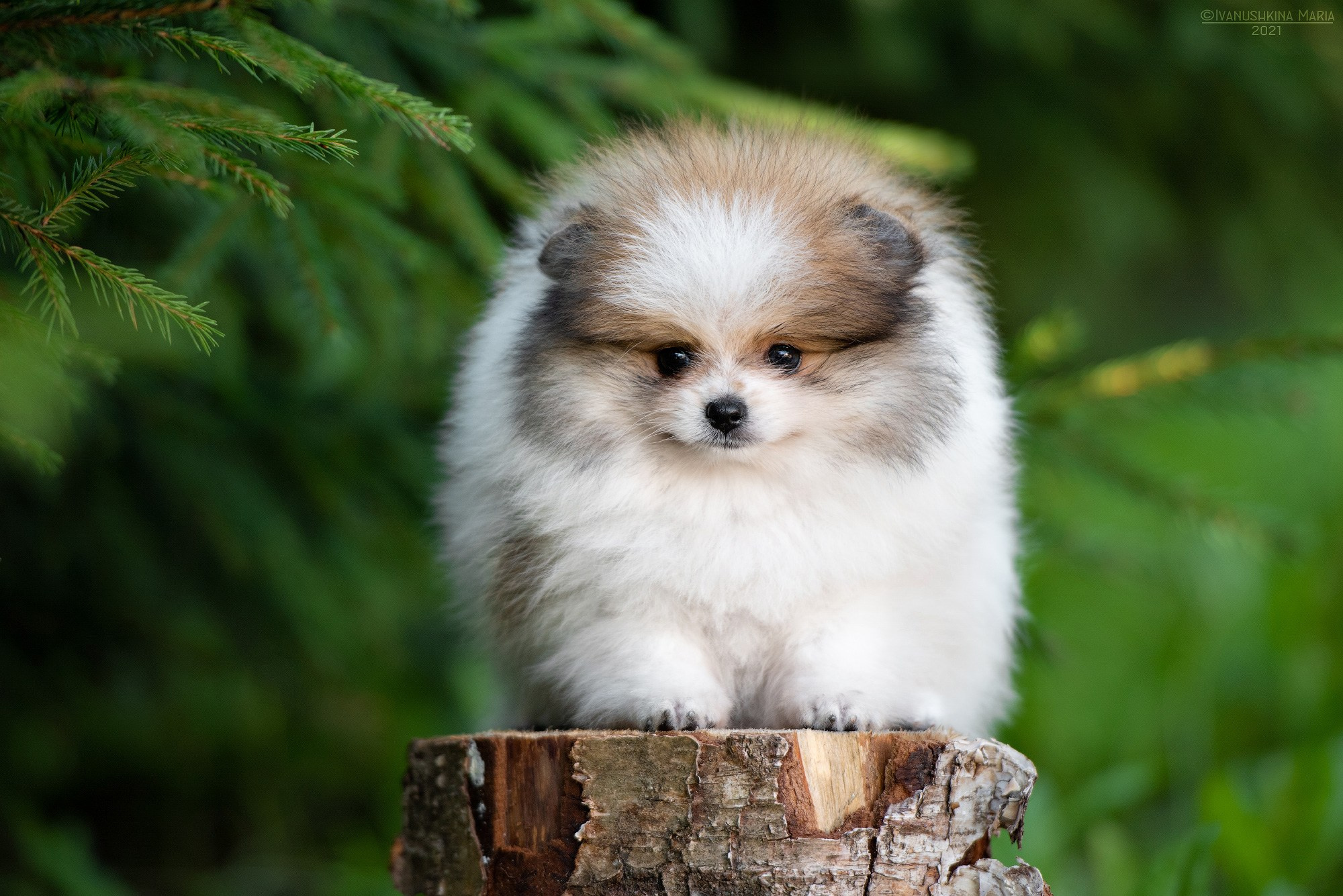 Фотосессия щенков на продажу. Фотограф собак в Москве и Московской области Иванушкина Мария