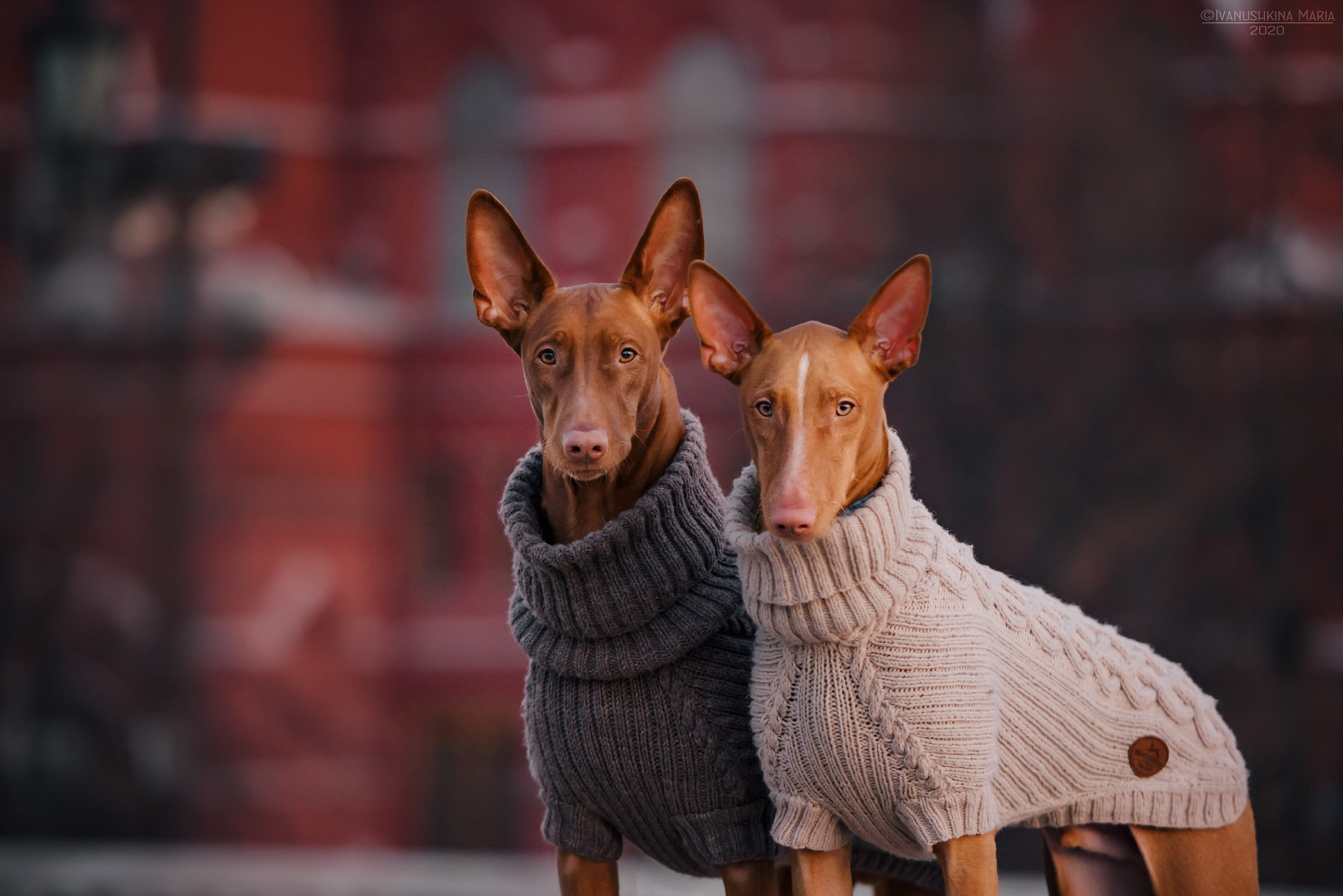 фараонова собака