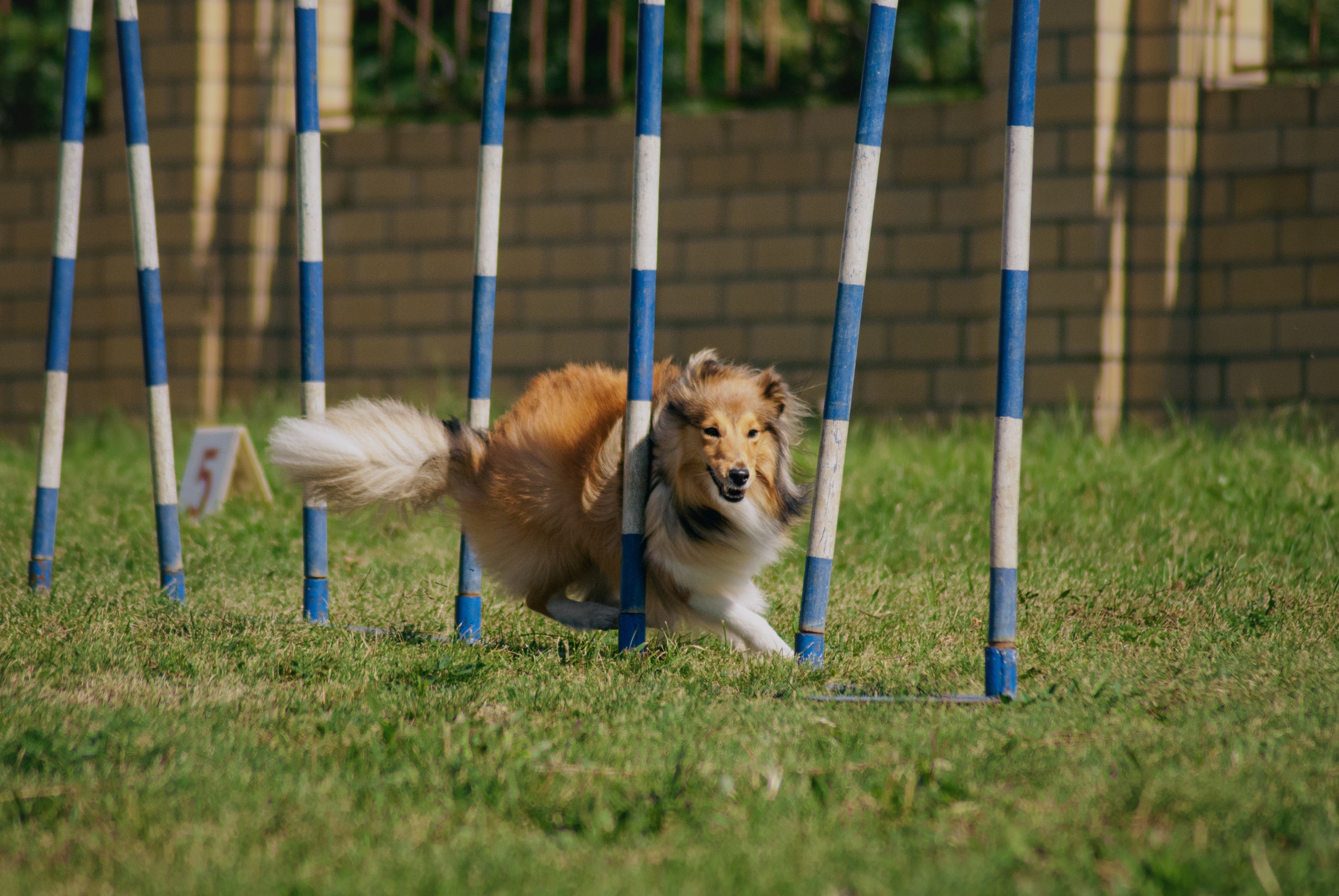 Аджилити. Фотограф в Тюмени Лизавета Сапицкая