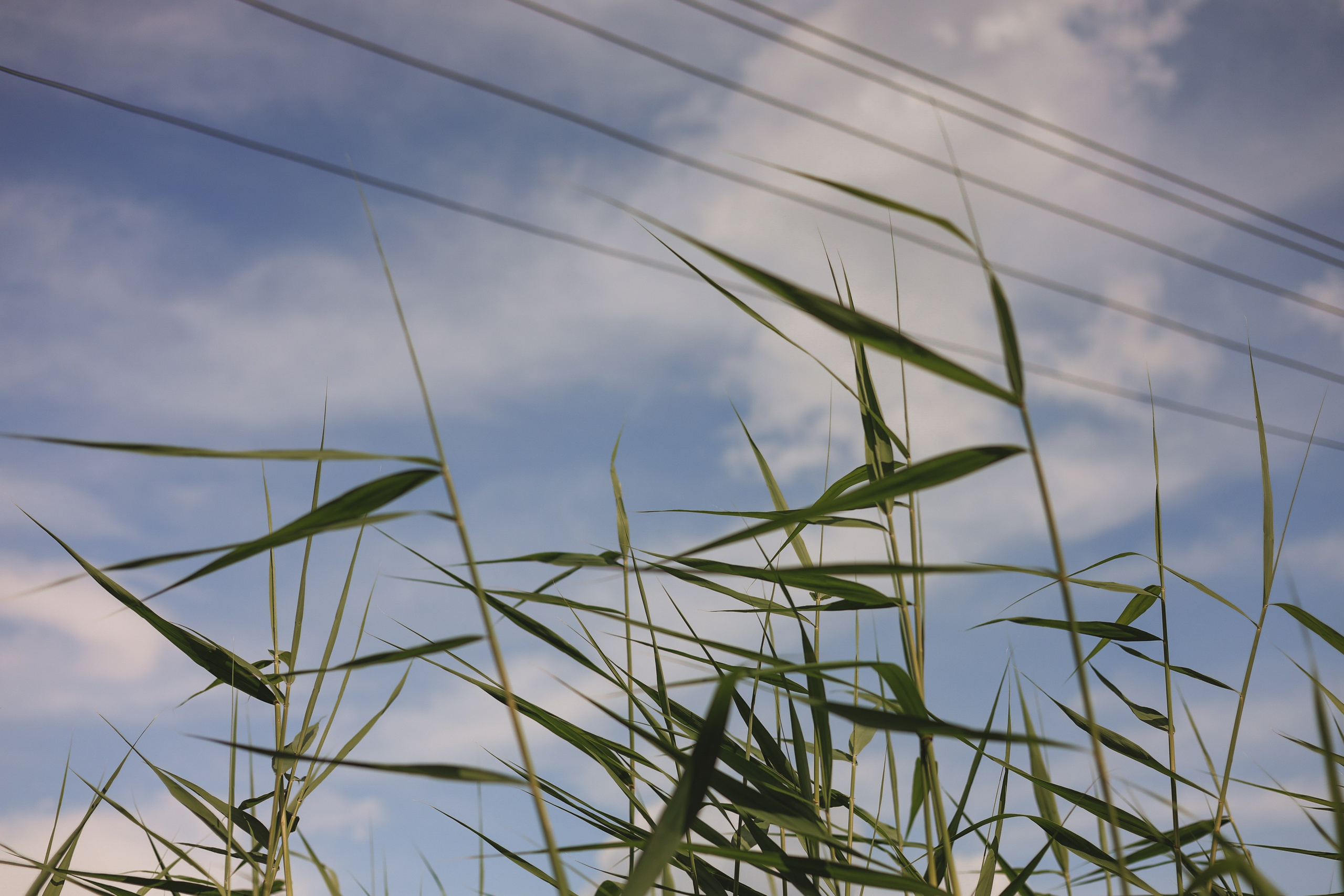 СТРИТ И ПРИРОДА. Репортажный фотограф Наталья Лапцевич