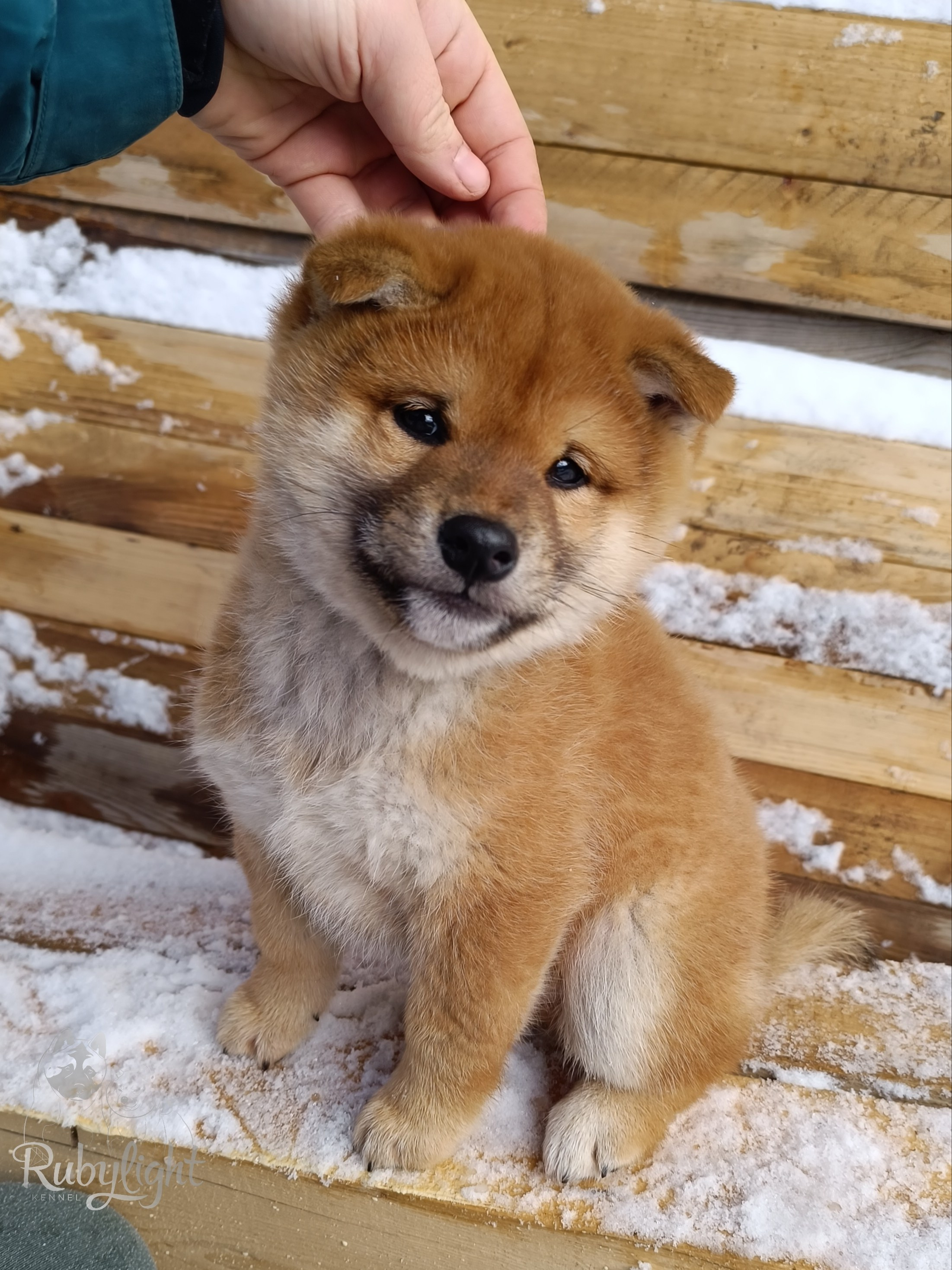 Сиба Rubylight Everest питомник Рубилайт 