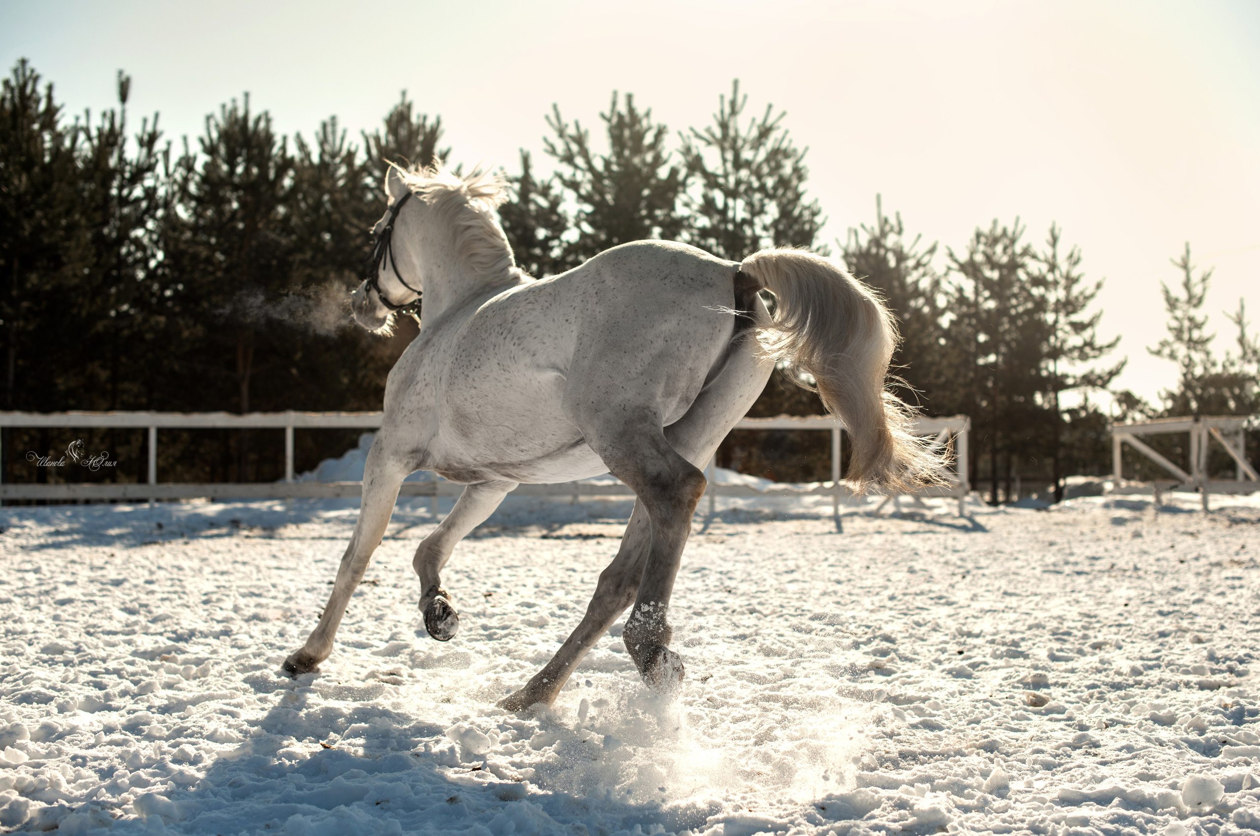 Лошади. Конный фотограф в Саратове Юлия Иванова