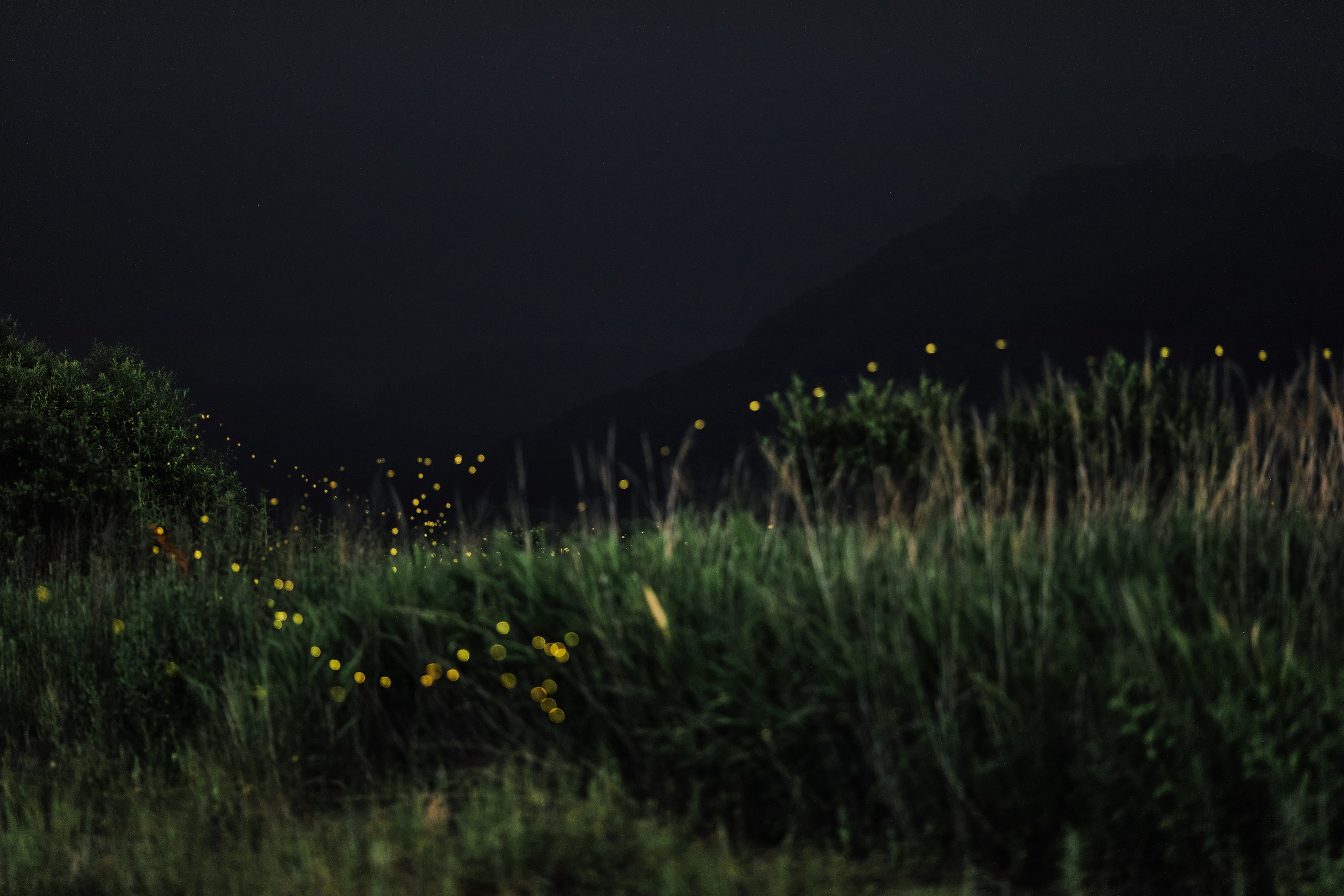 Светлячки - реальные фото на фоне поля, леса и домов