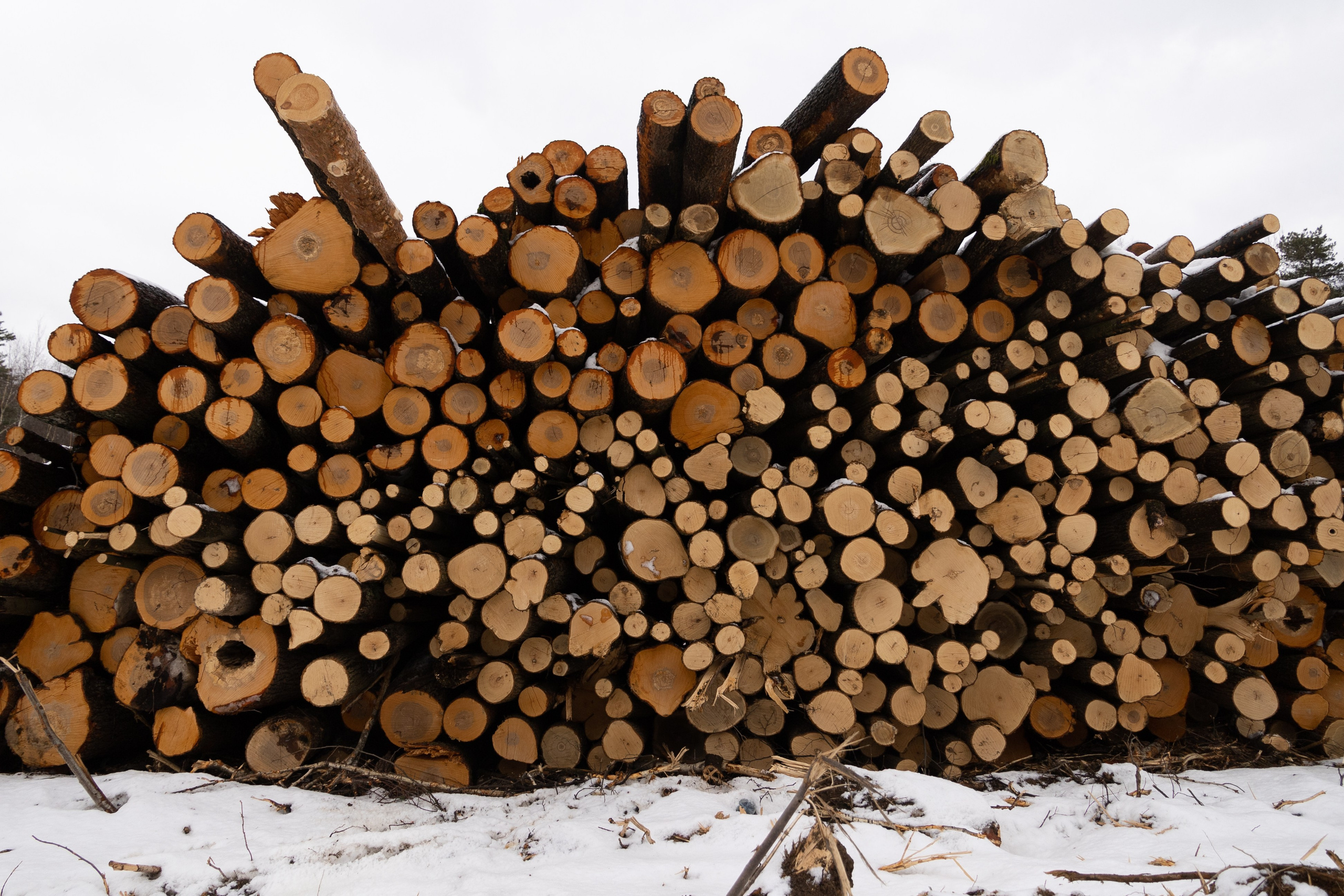 Я здесь живу. DASHA KALNINA