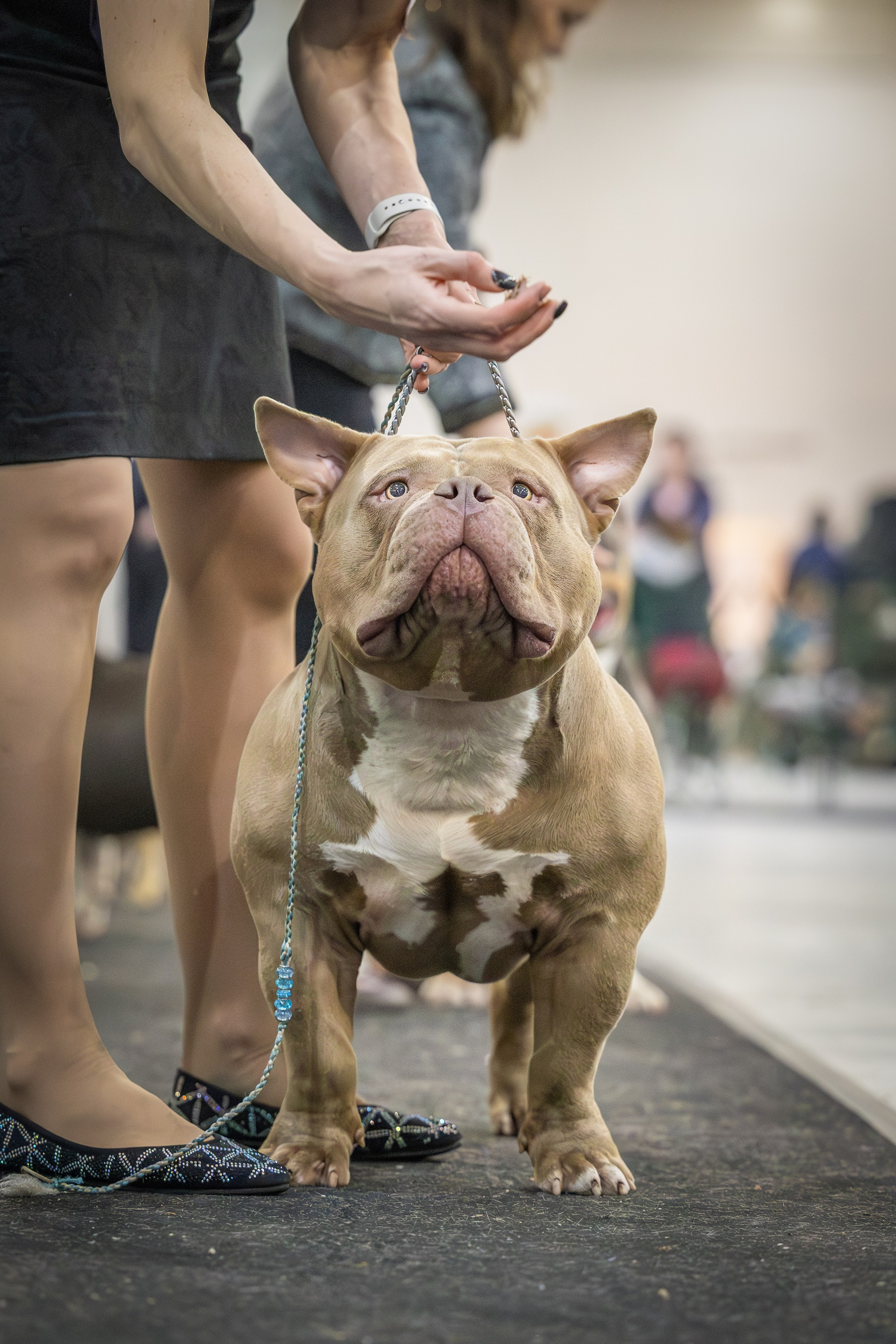 АВКС. Виктория Михайловская. Фотограф-анималист. Москва