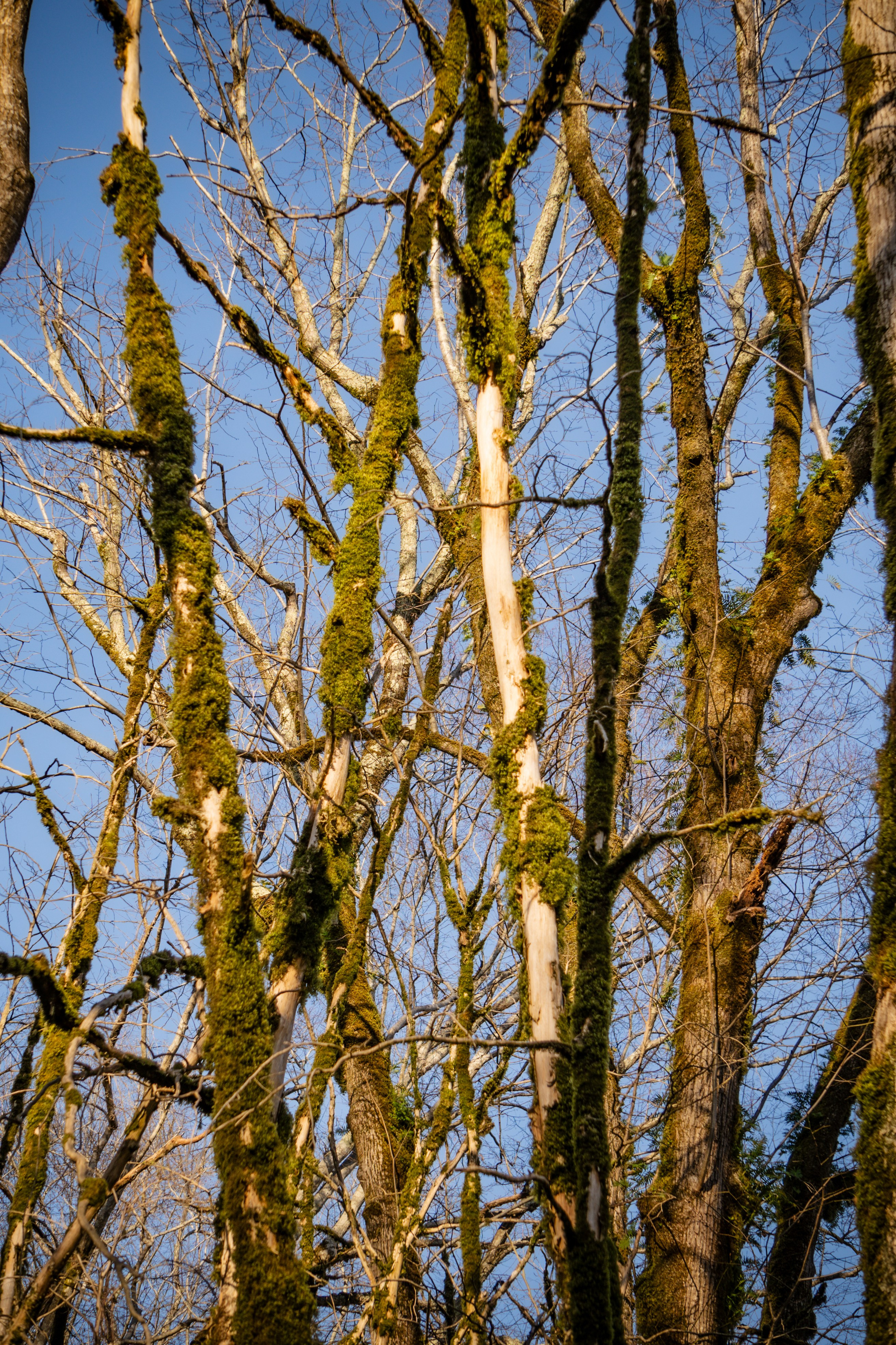 Тисо-самшитовая роща. Yaratezza production