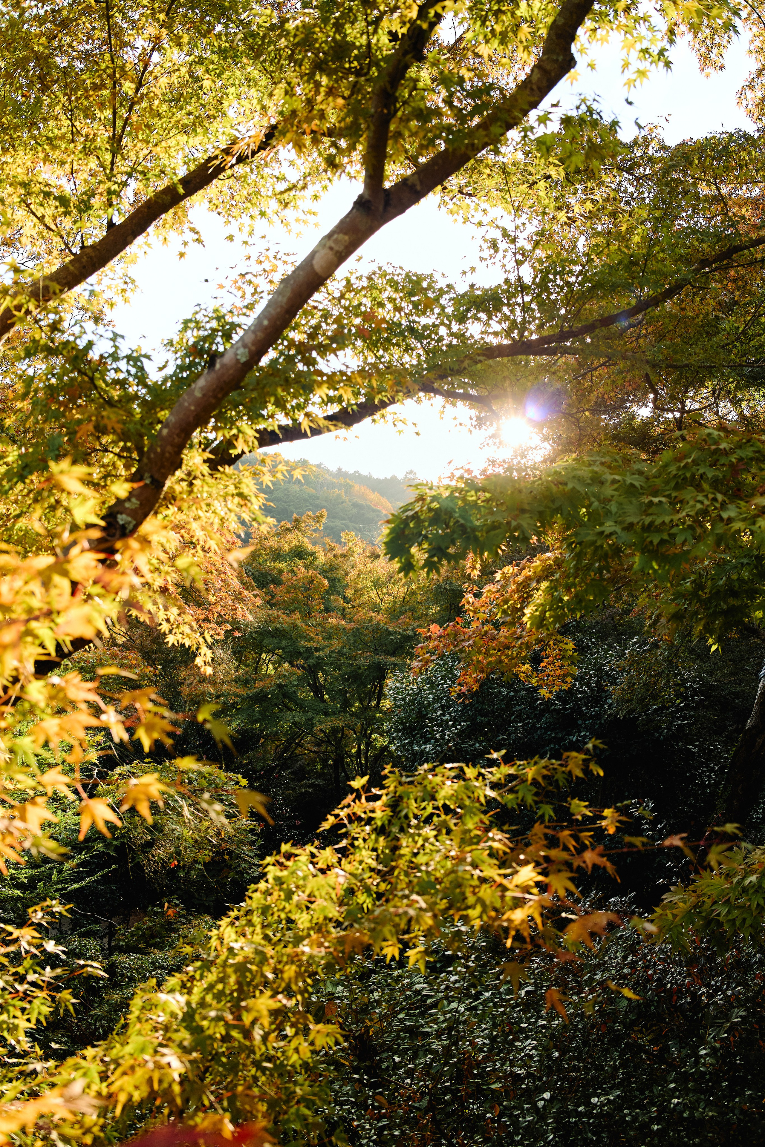 Япония. Профессиональный Фотограф во Владимире, в Москве и в Суздале — Полина Романычева