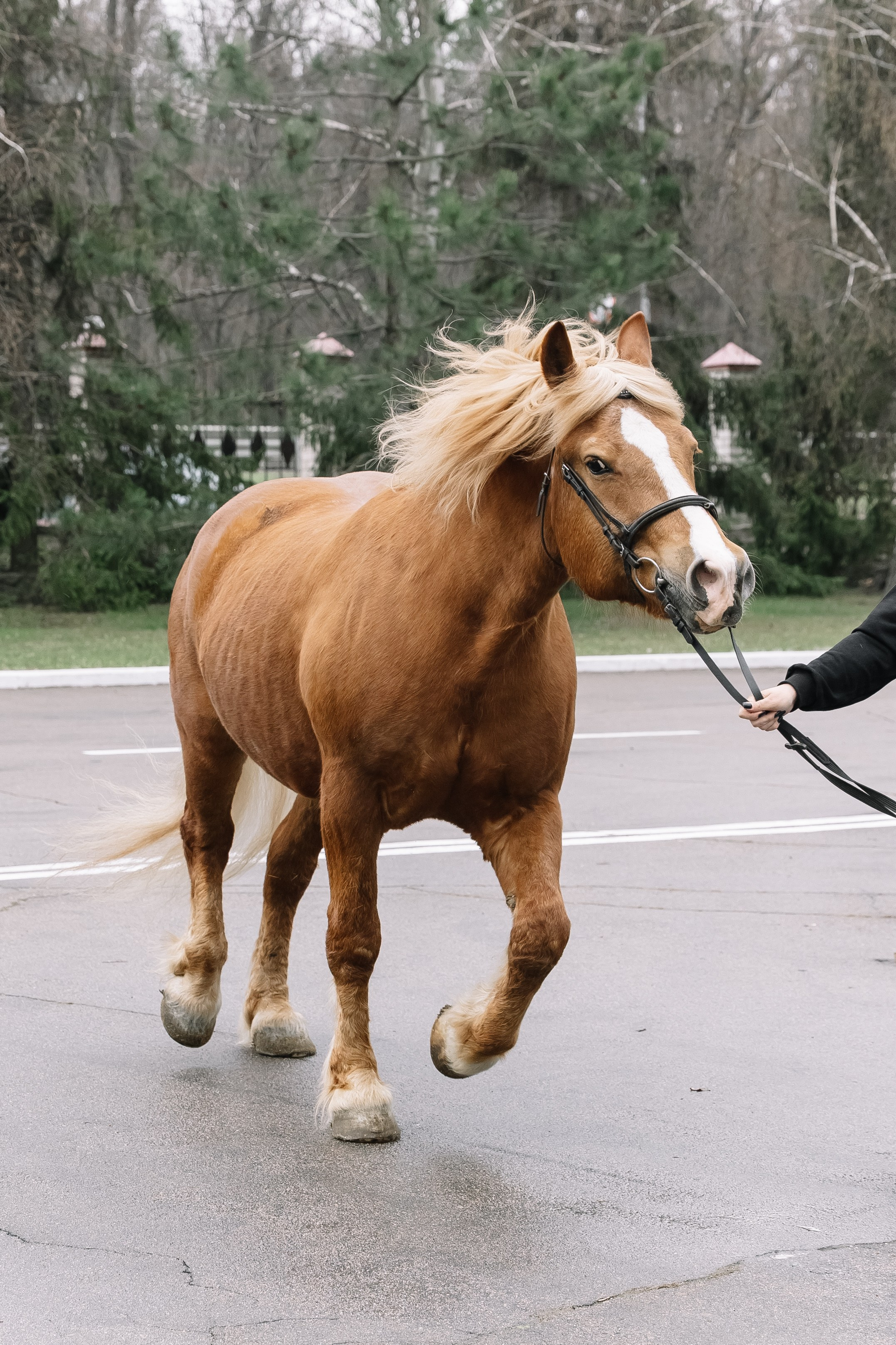День Орловского рысака. Парк-отель Яр. Свадебный, репортажный фотограф Ирина Шкурина