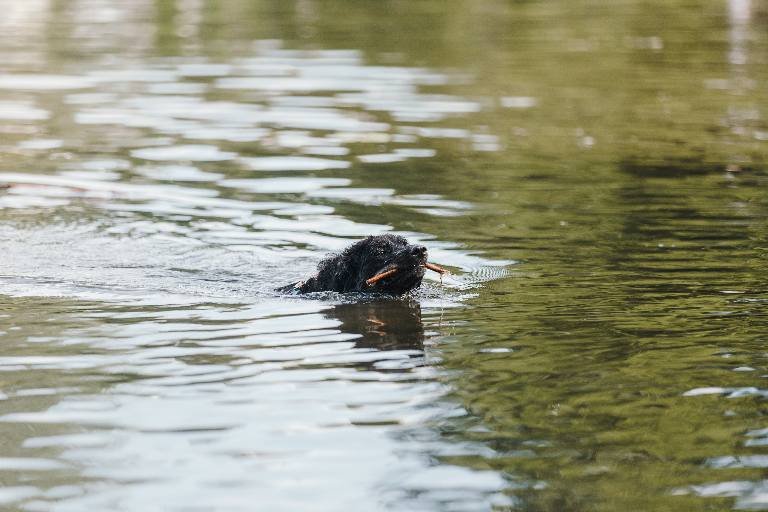 Petshop Sup day. Фотограф анималист Кристина Карпова, Москва