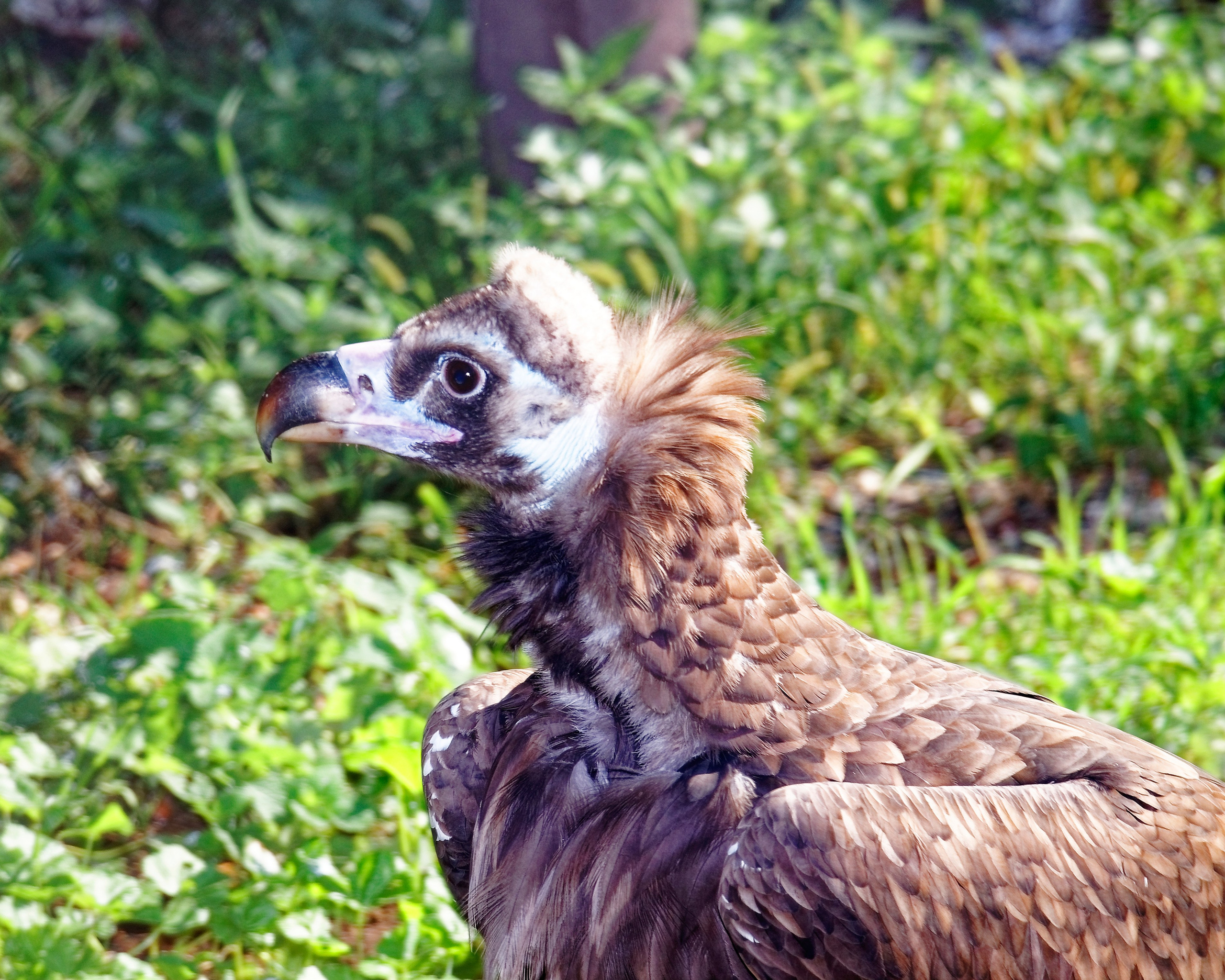 МОСКОВСКИЙ ЗООПАРК. Фотограф Владимир Роля