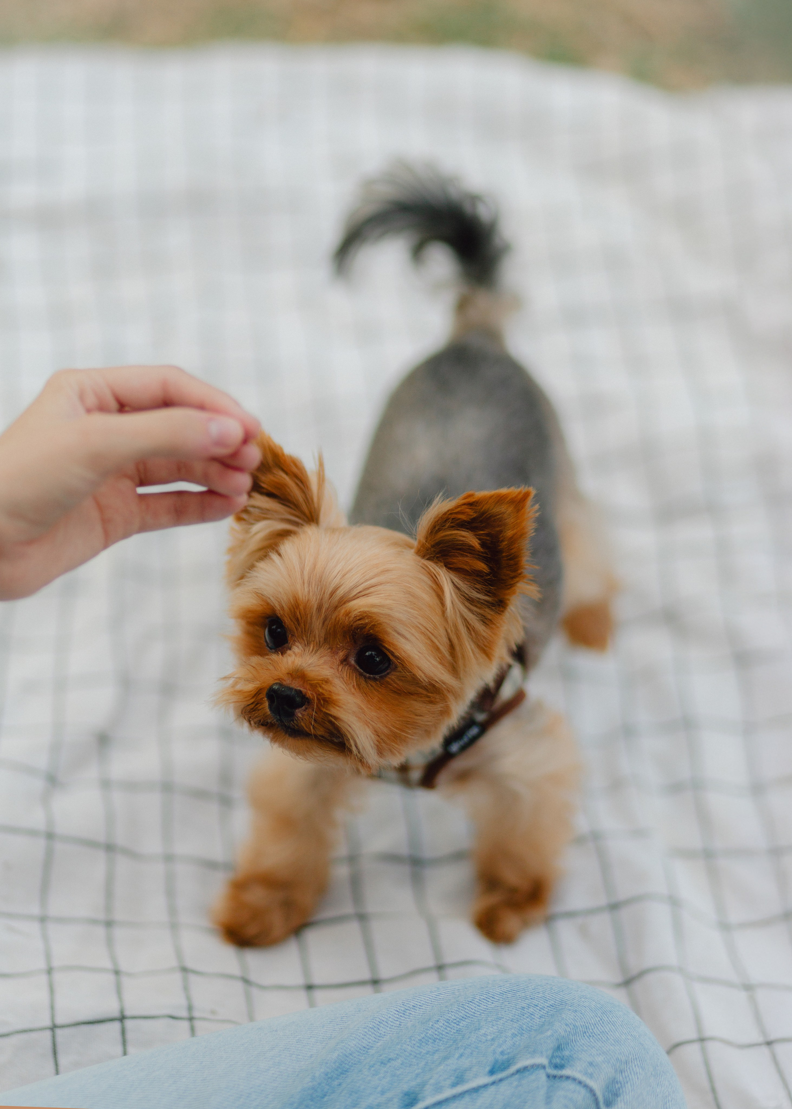 Julia & Her Playful Stitch. Barbara Isaeva