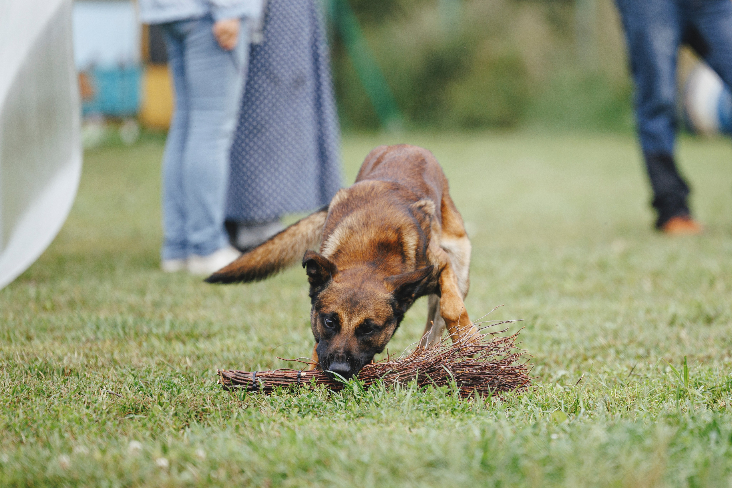08.08.25-10.08.25 ЧР по мондьорингу г. Вологда. Фотограф-анималист Анна Маринич